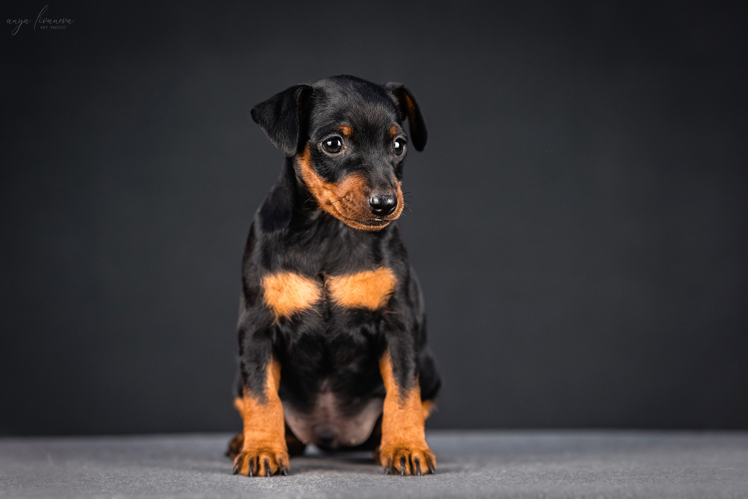 Пинчер. Фотограф анималист Аня Ливанова | Рыбинск