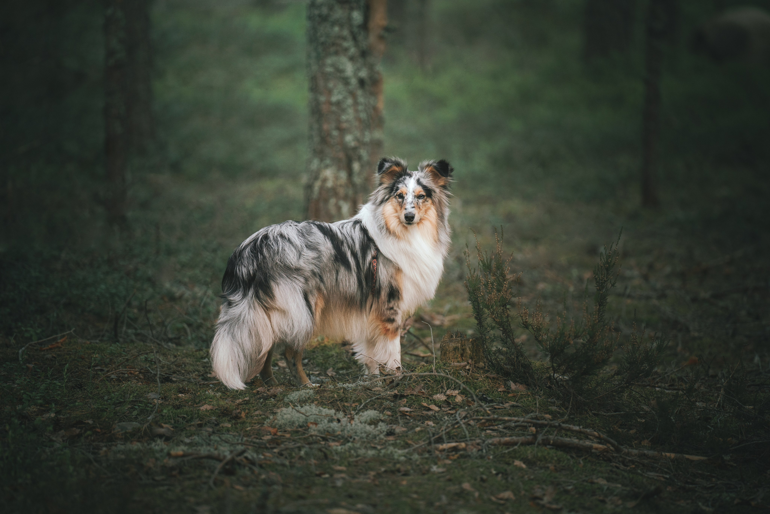 Мила и Лейла. Фотограф анималист Осипчикова Мария