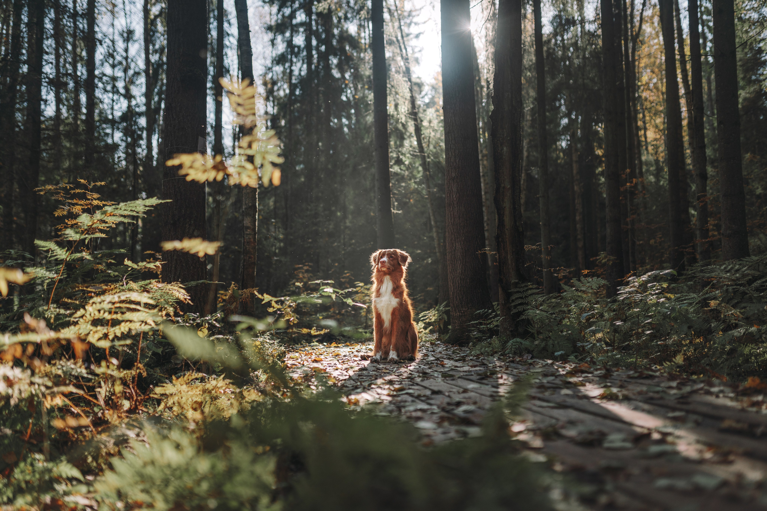 Рика. Фотограф анималист Осипчикова Мария