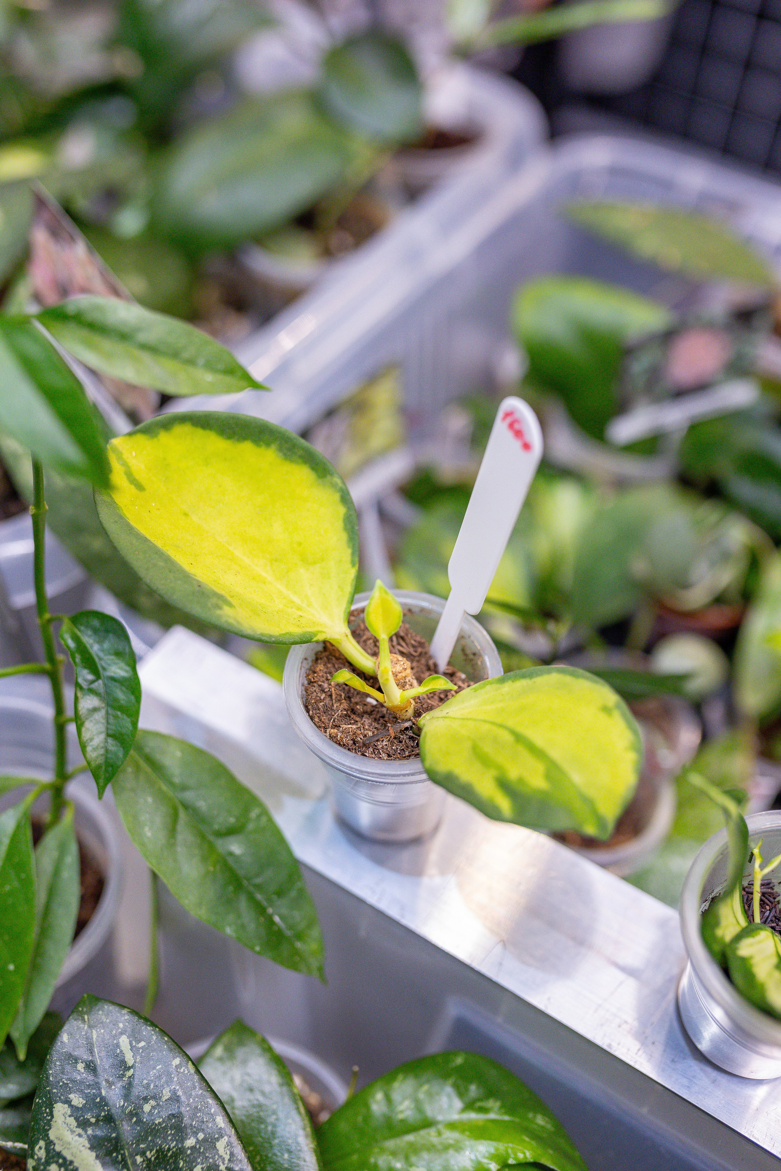 Орхидиум 12.2025. Александра Куликова фотограф, Москва