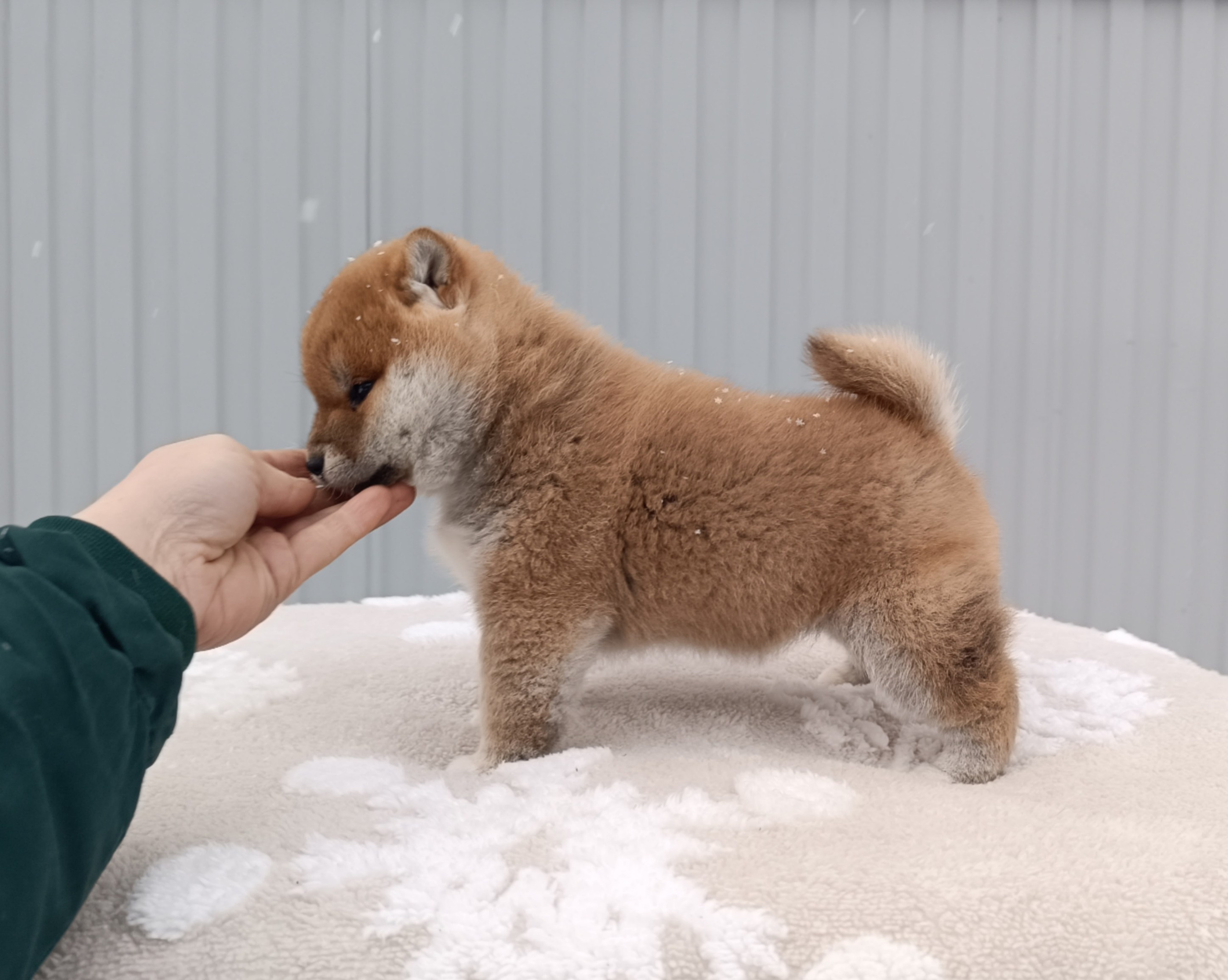 сиба питомник Рубилайт щенки на продажу rubylight  сиба щенки купить СПб Санкт-Петербург 