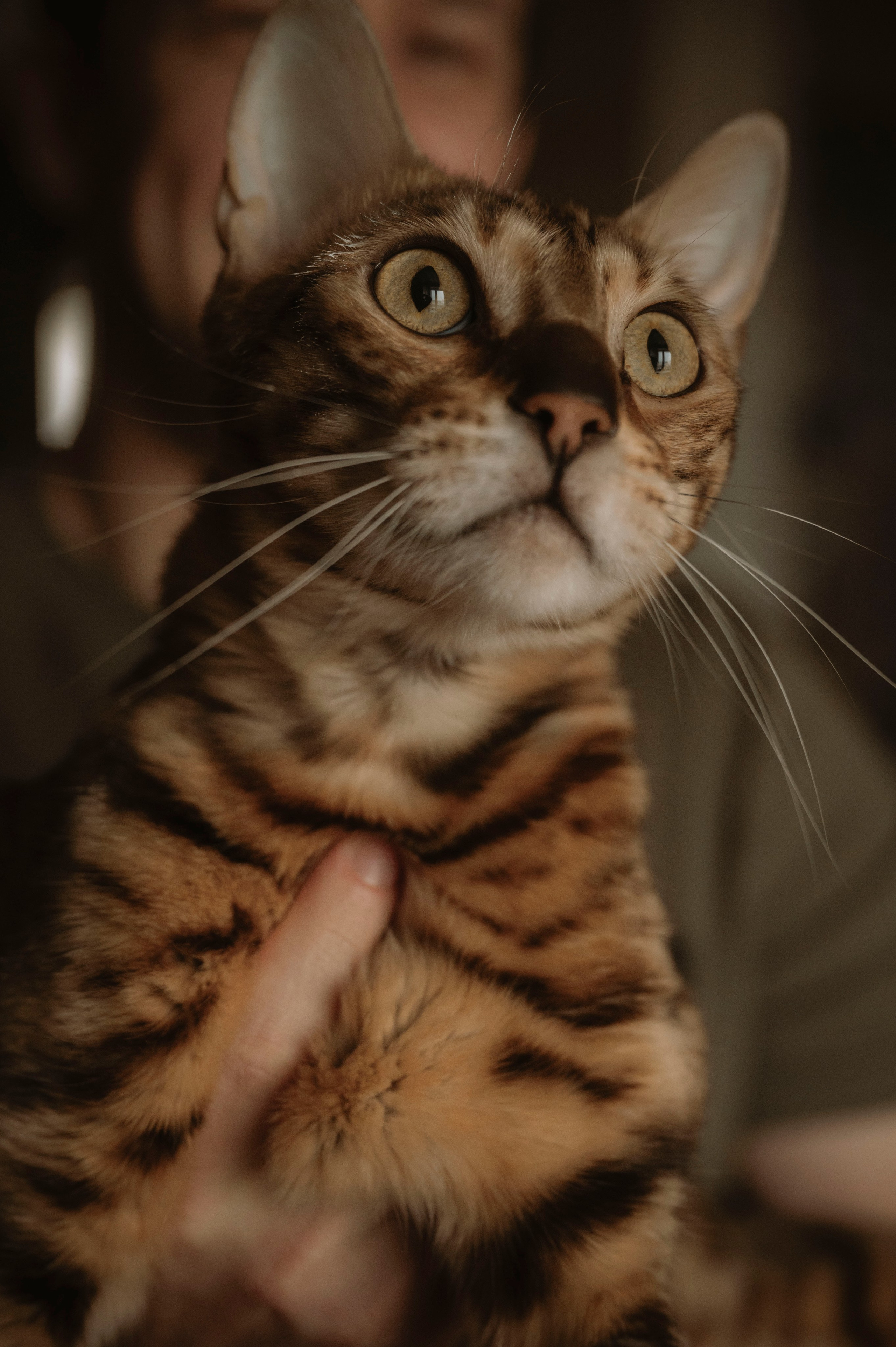 Домашняя семейная фотосессия. Фотограф беременных, лайфстаил фотограф, Ньюборн фотограф, все включено