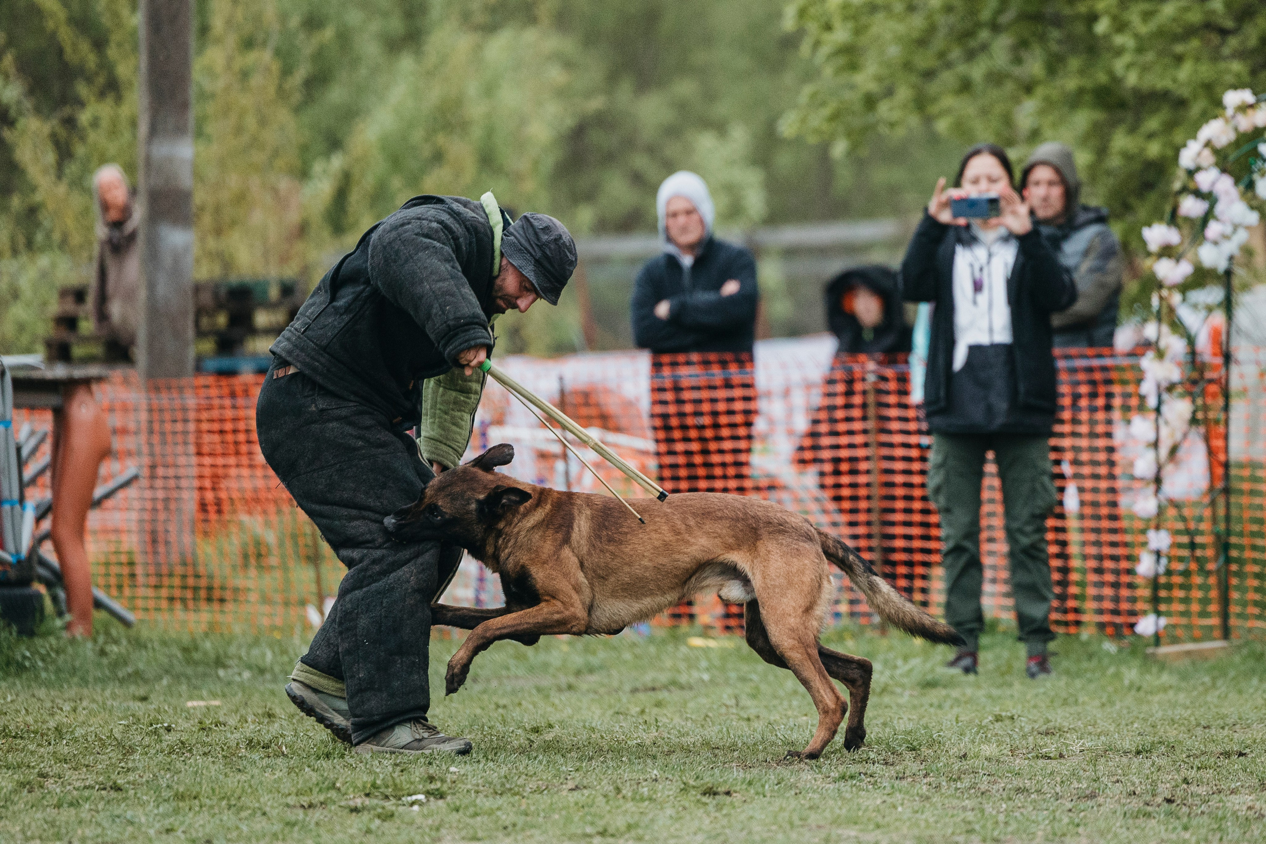 26.05.25 г. Пушкин квалификационные соревнования. Фотограф-анималист Анна Маринич