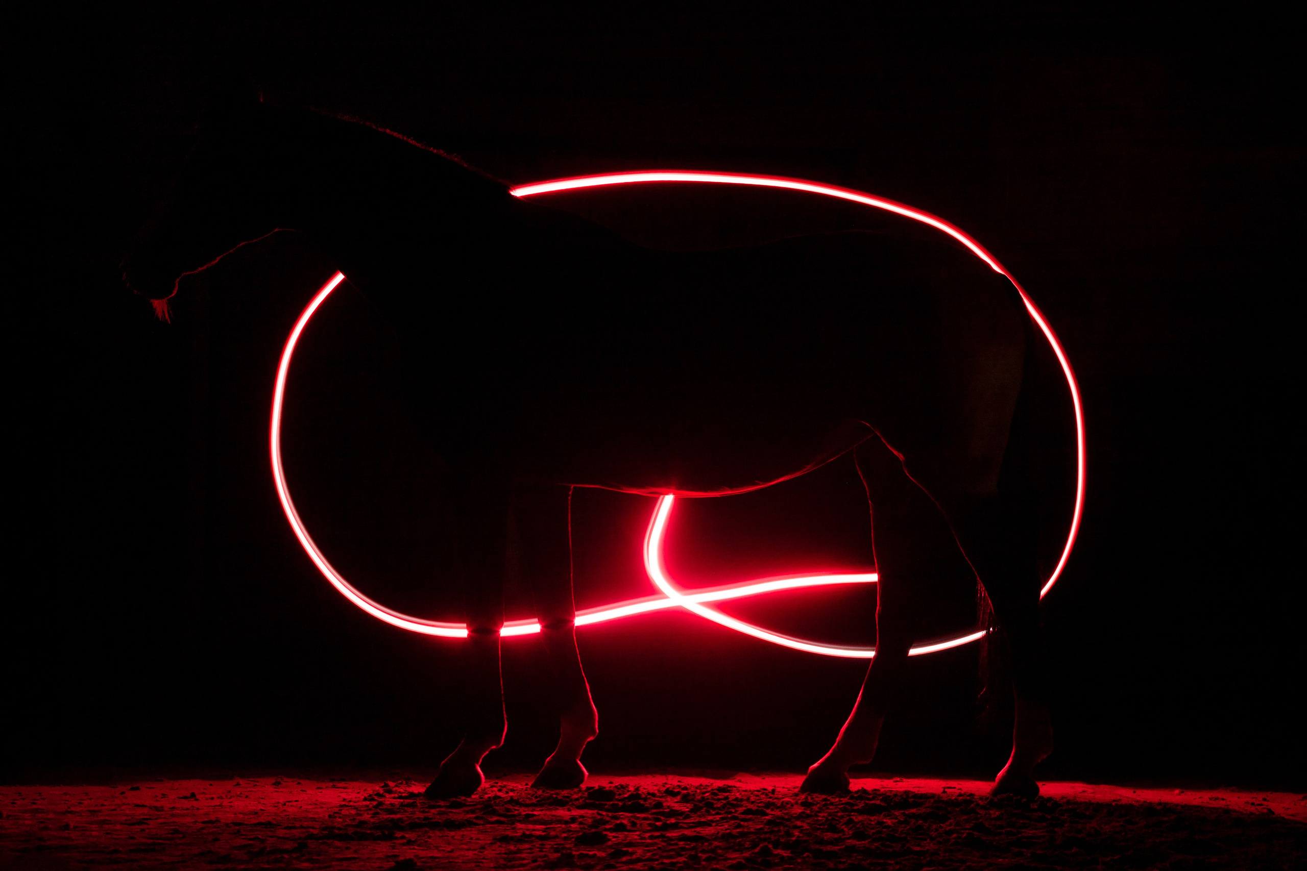 В красном. KatymartArt — Equine photography