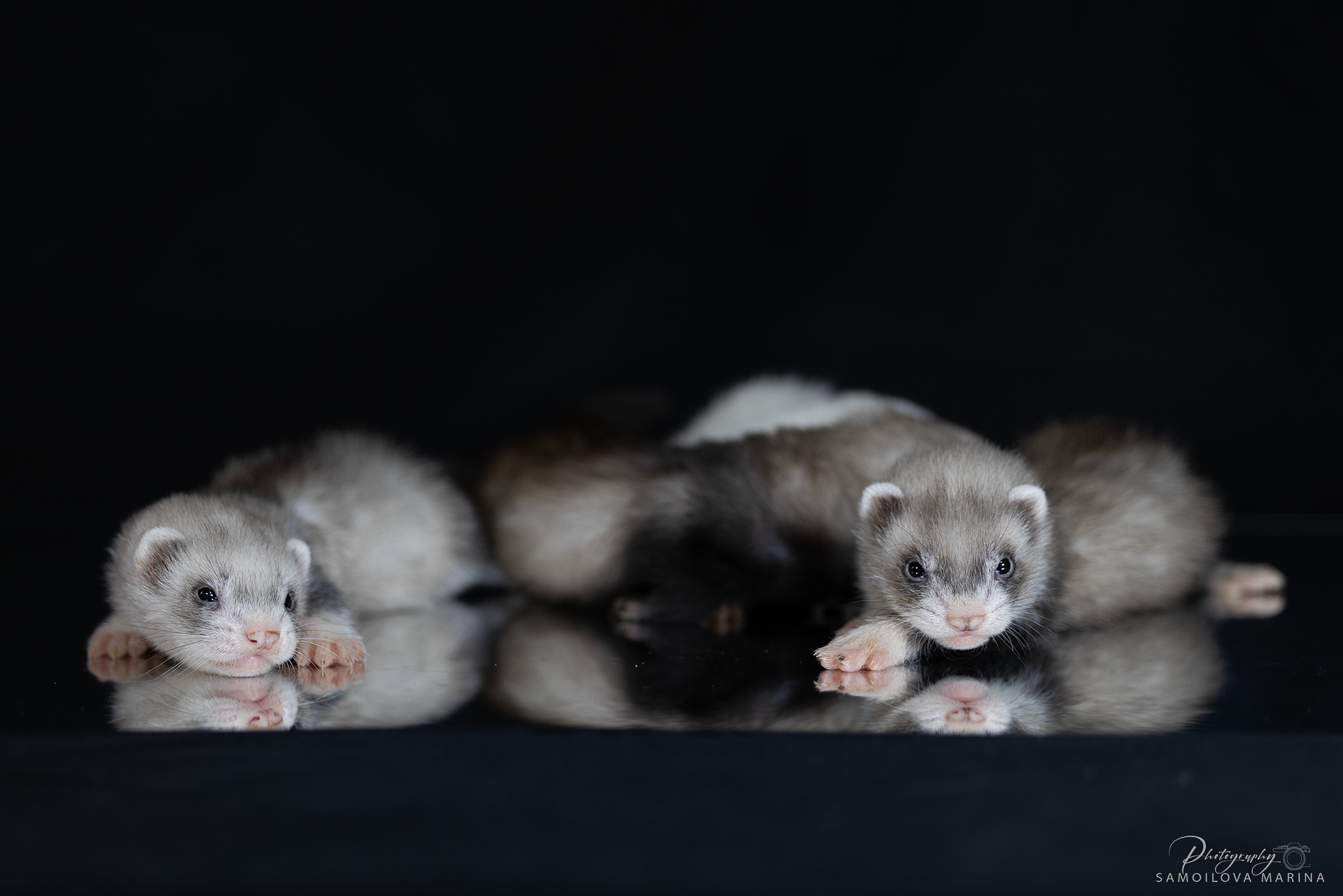 Хорьки. Фотограф-анималист в Москве и МО Самойлова Марина