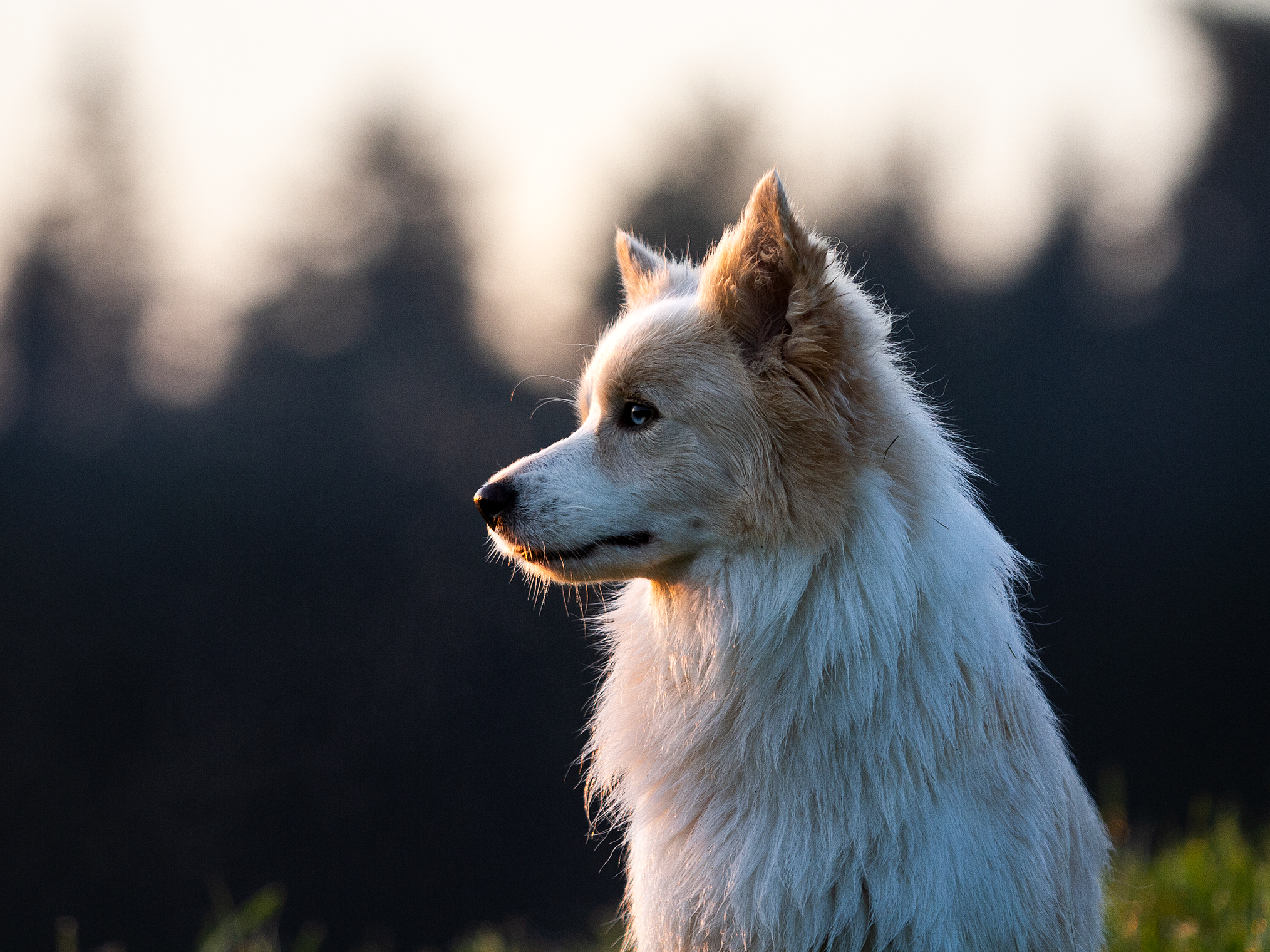 Собаки. Фотограф-анималист в Москве и МО Самойлова Марина