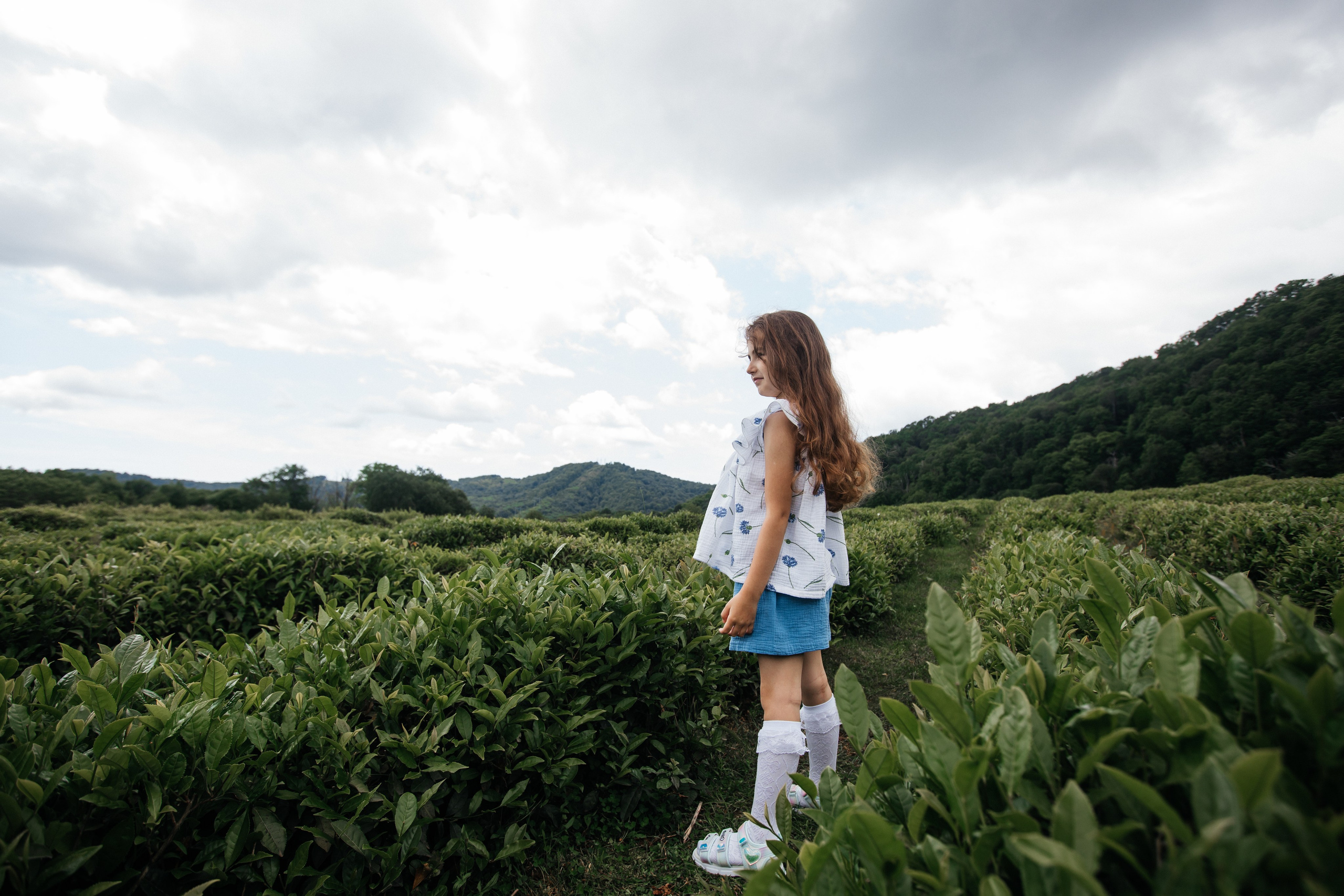 Tea plantation. Efimova Model Agency