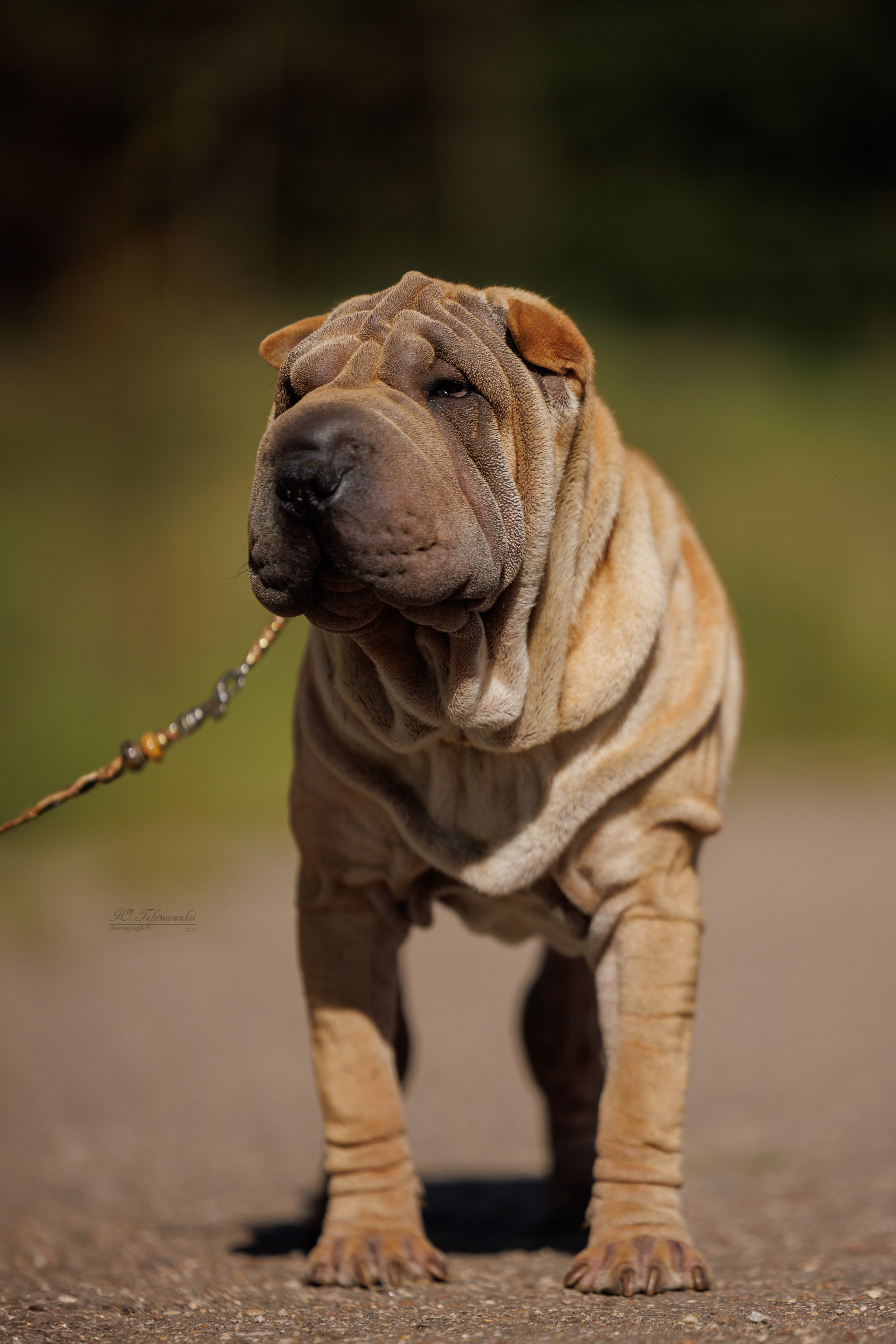 Зеленоград 13.09.2025. Фотограф-анималист Юлия Германика