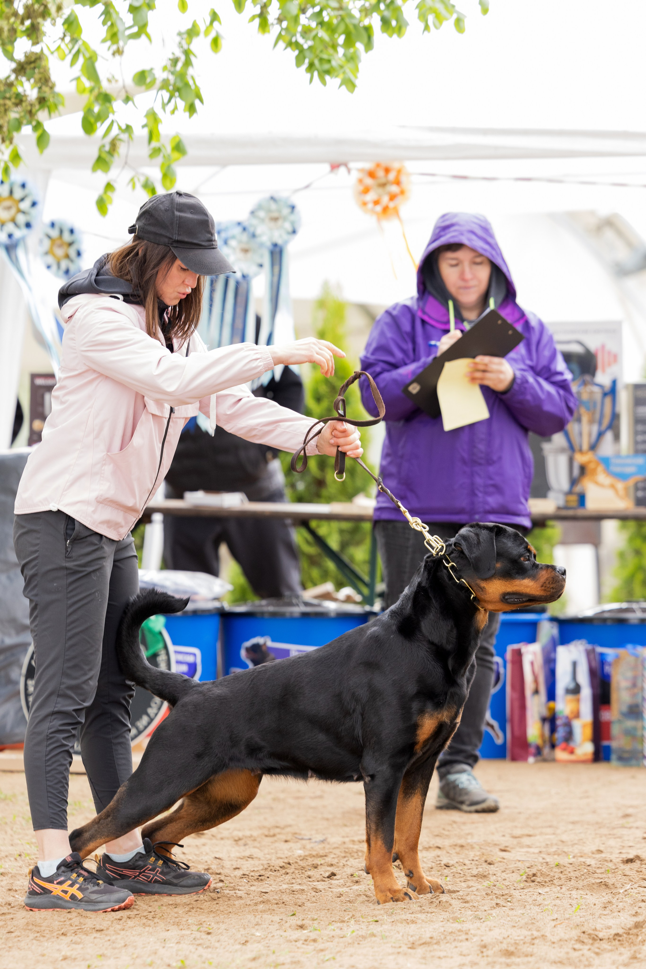 Саратов моно ротвейлеров 26-27.04.2025. Фотограф-анималист Юлия Германика