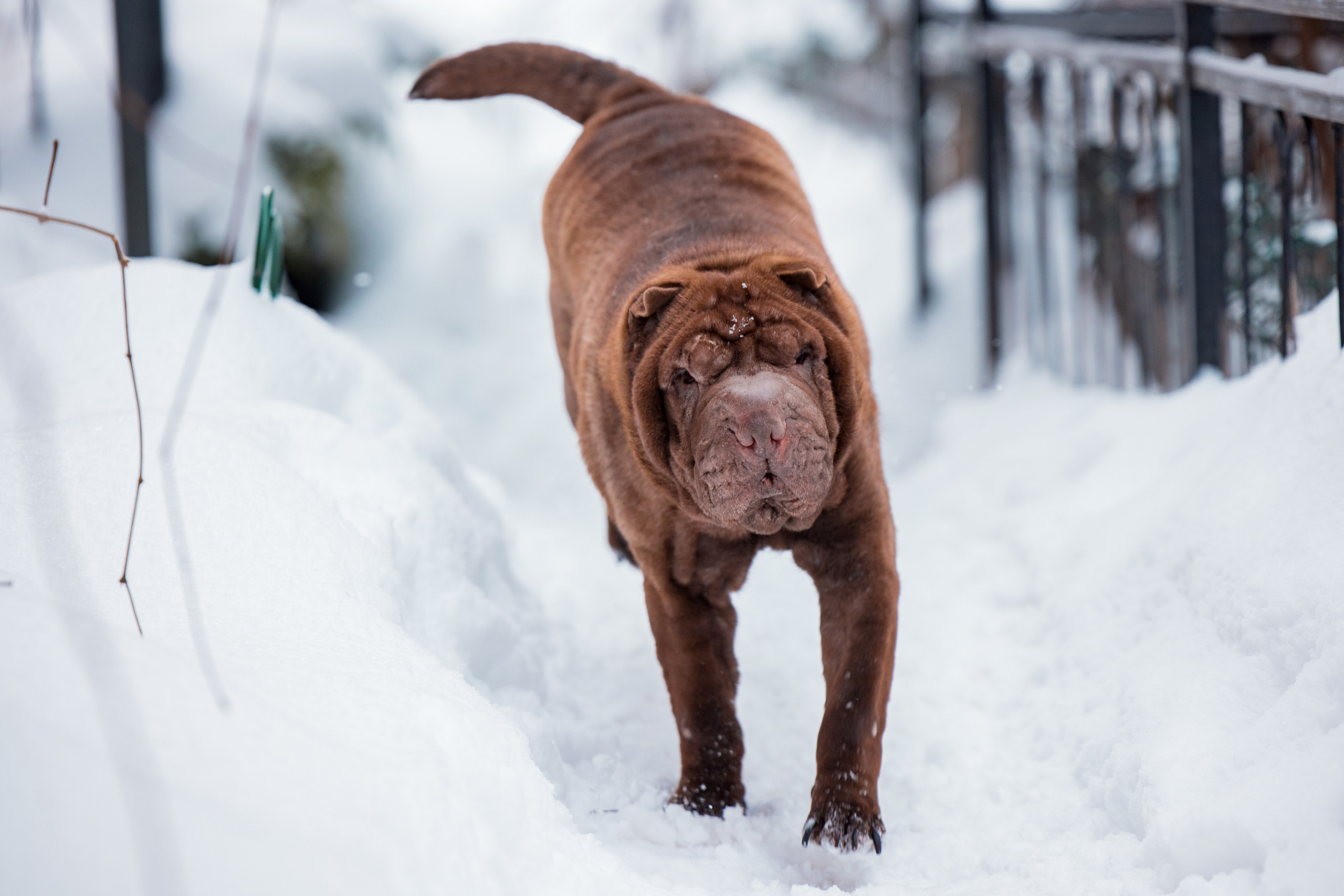 В гостях у шарпеев 16.01.2024. Фотограф-анималист Юлия Германика