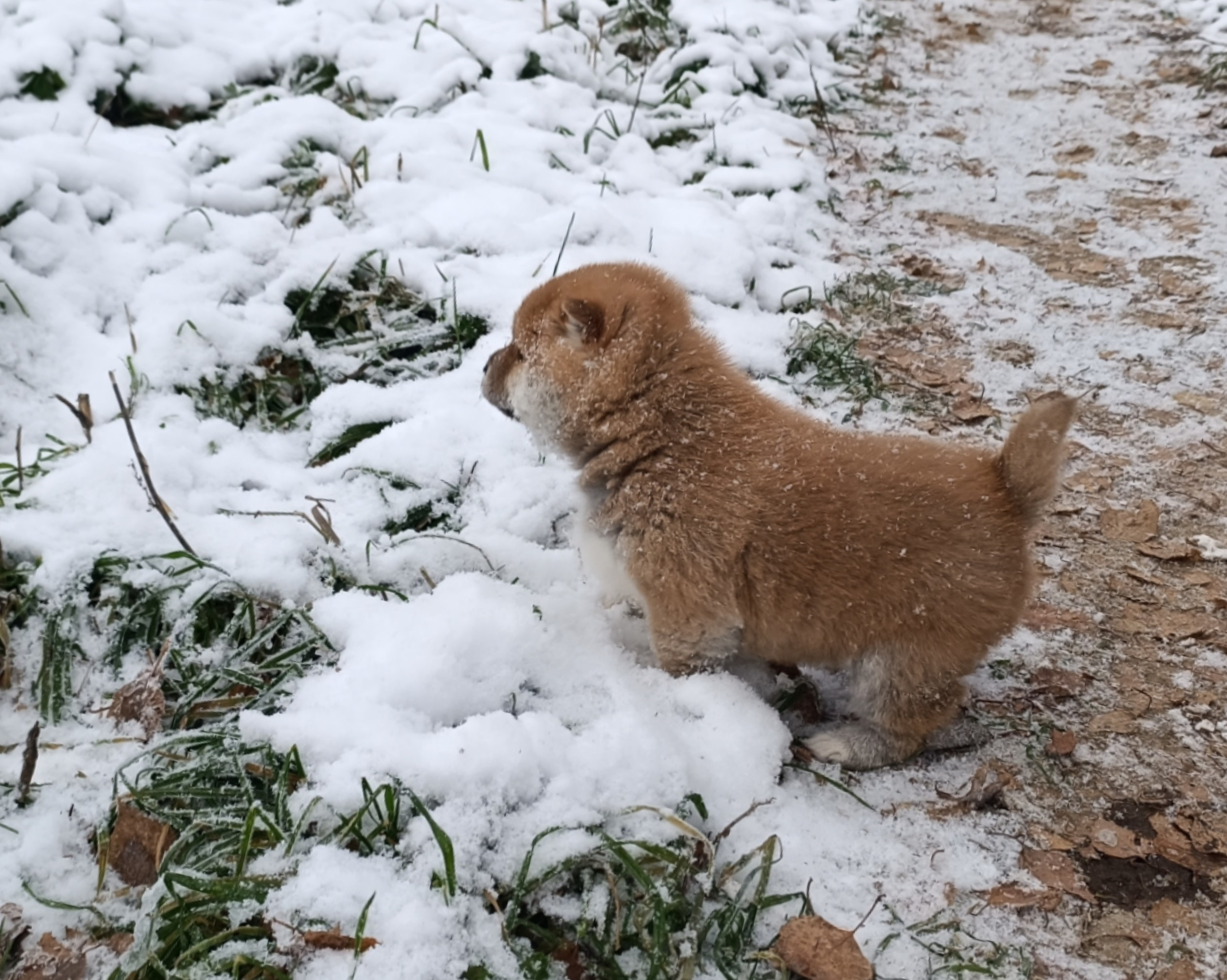 сиба питомник Рубилайт щенки на продажу rubylight  сиба щенки купить СПб Санкт-Петербург 