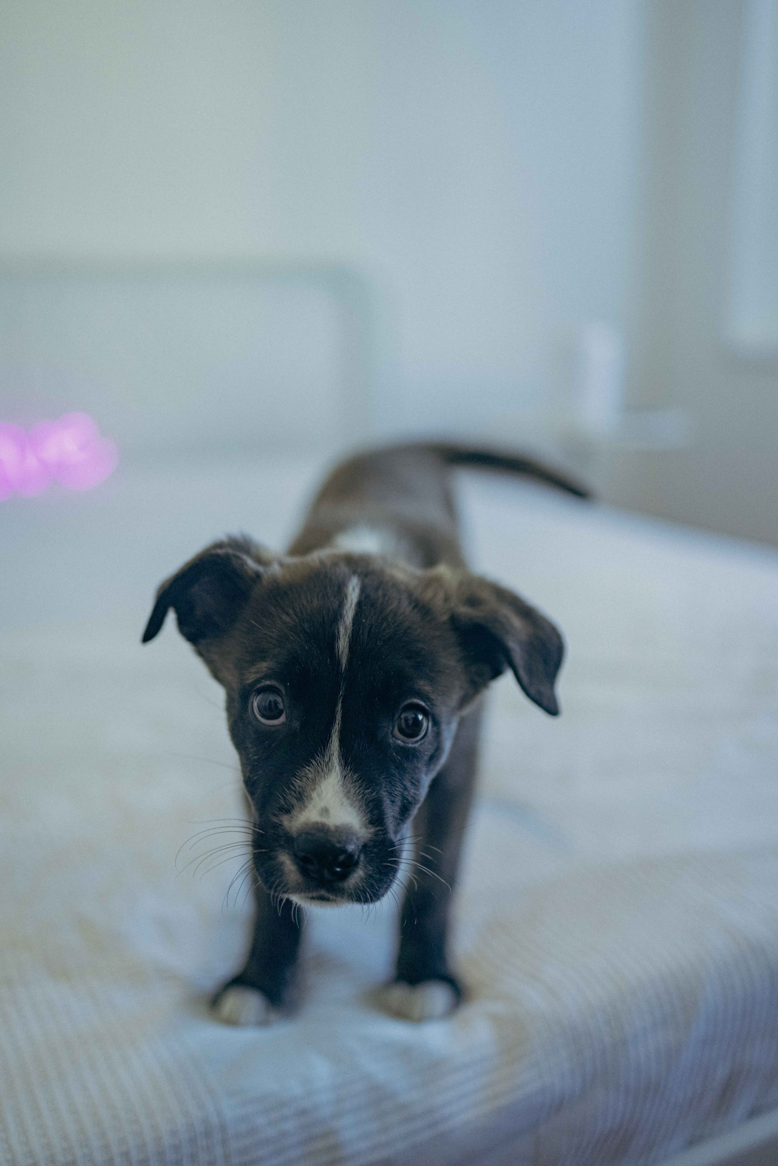 Гайка. Фотограф-анималист в Москве Лера Черноног