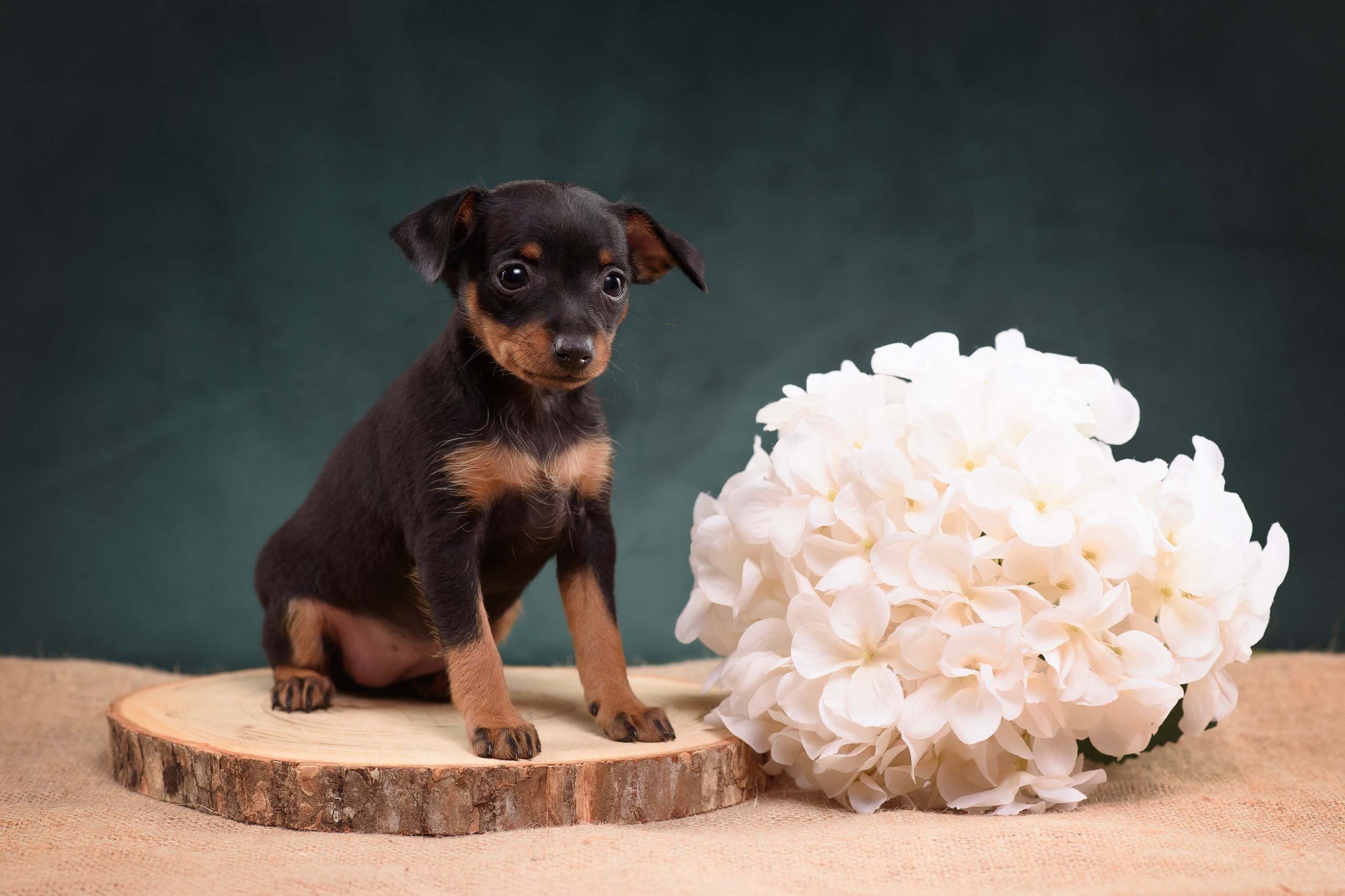 Щенки Пражского крысарика — 19.10.2025. Фотограф — Анималист | Анна Абрамова