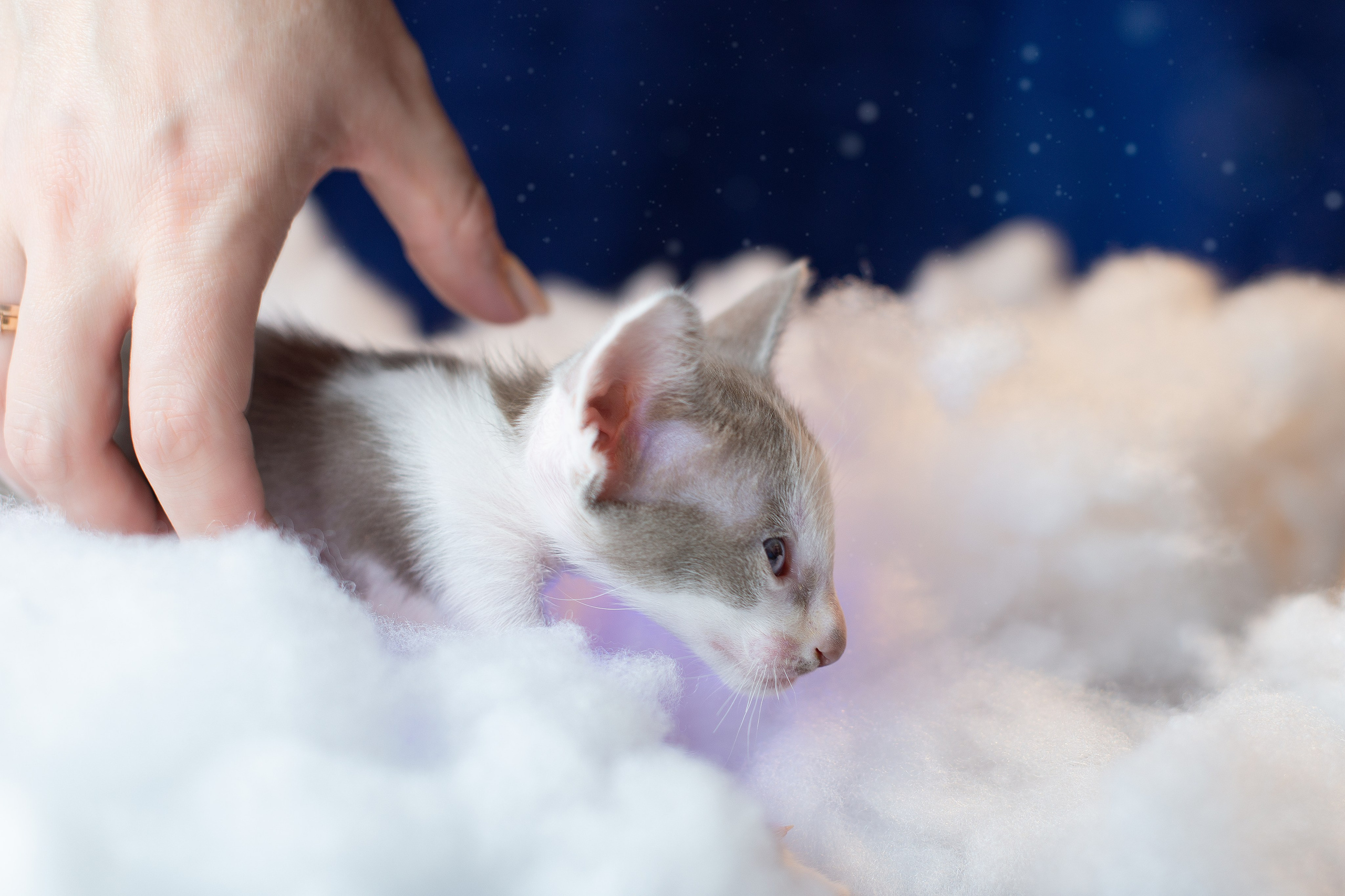 Заводчик Юлия Панова. Творческий фотограф Вологда