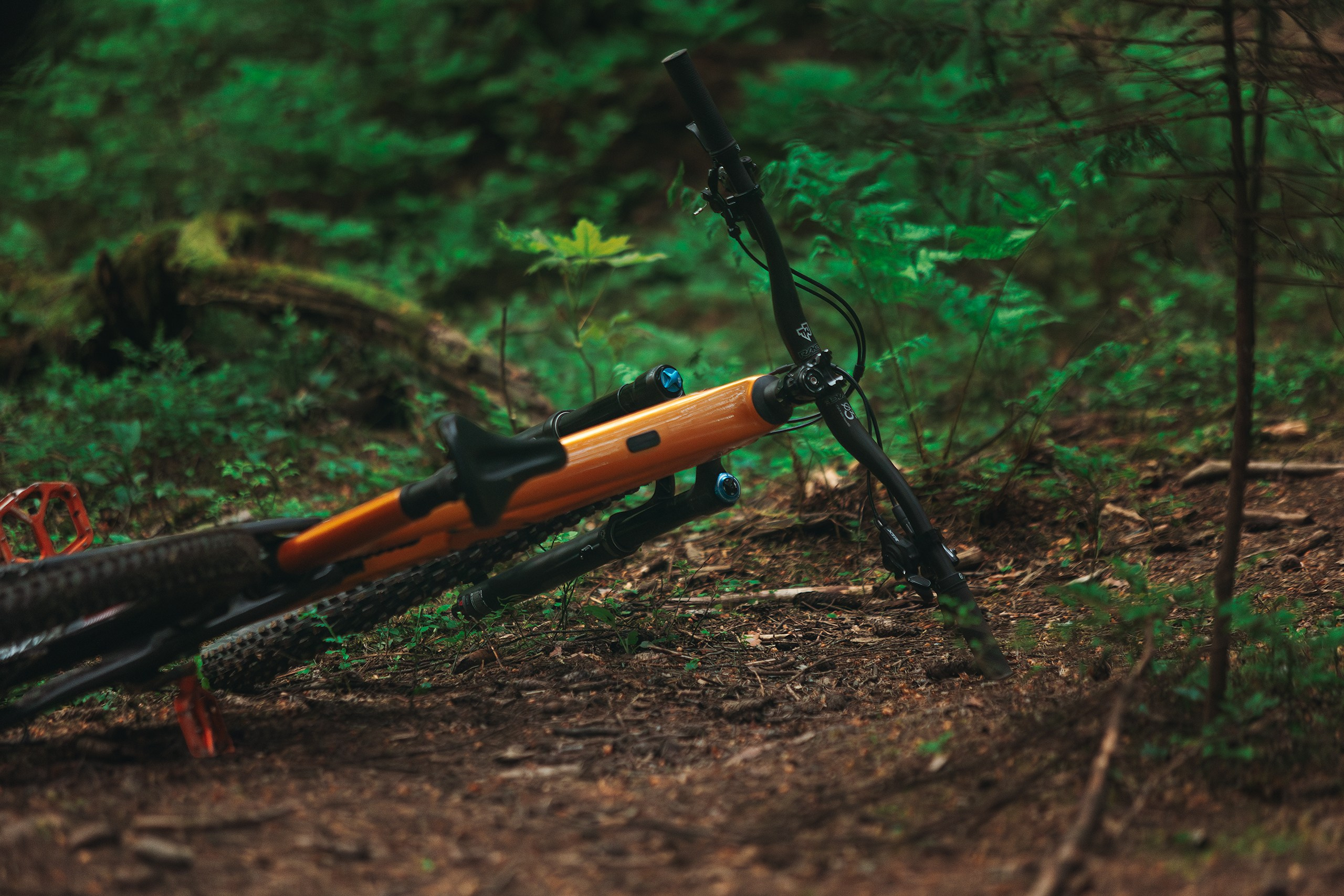 Покатушки в Огороде. Фотограф анималист Никита Натальный