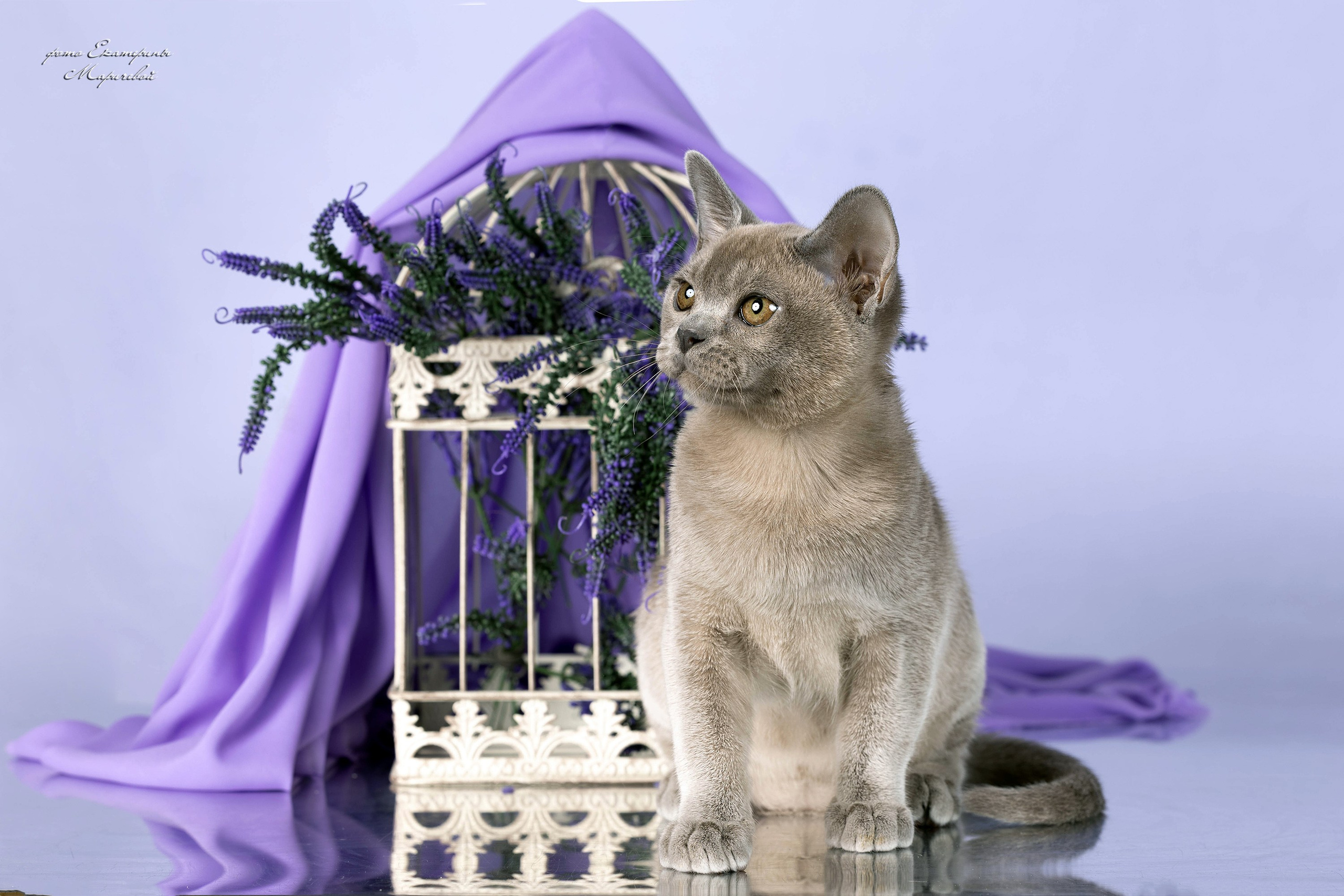 Стендовая съёмка на выставках кошек. Фотограф-анималист в Омске Екатерина Маричева