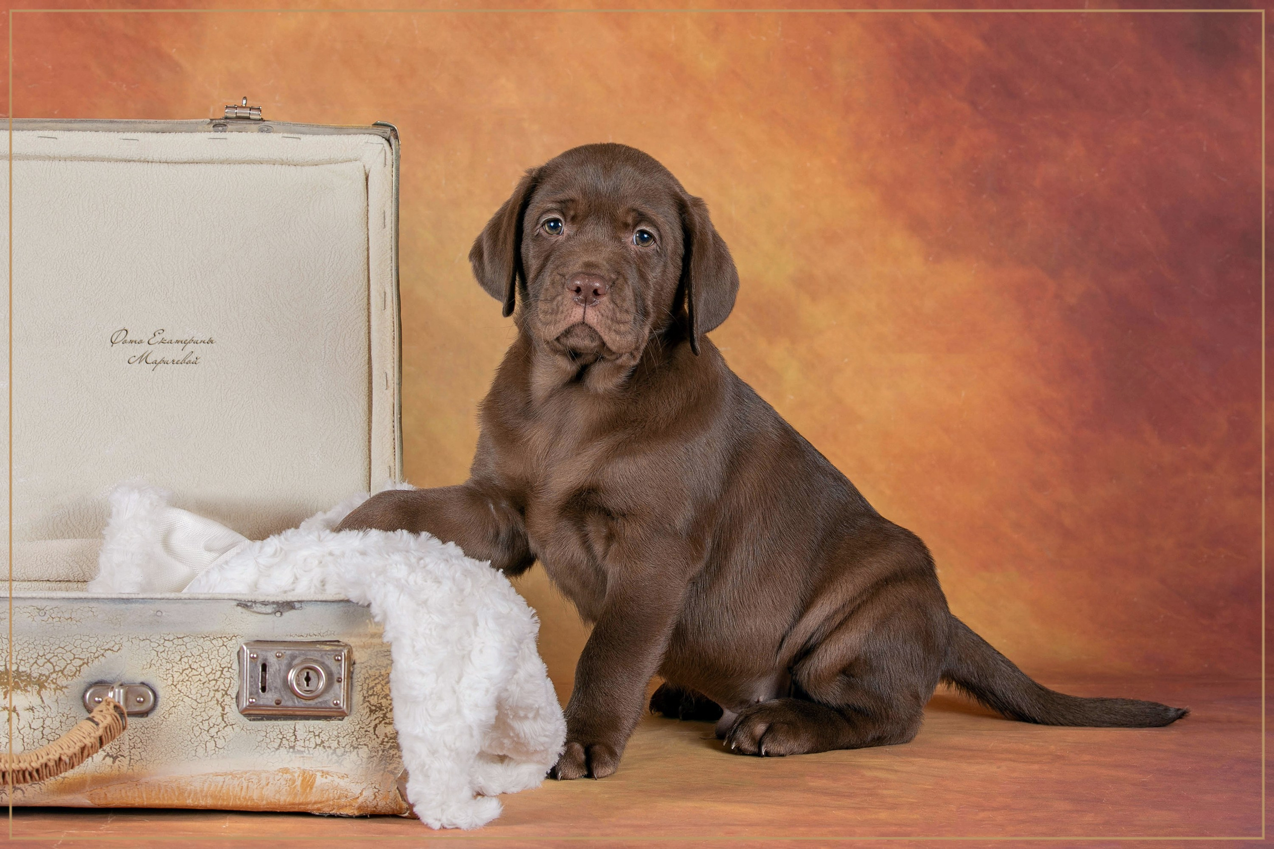 Галерея щенков. Фотограф-анималист в Омске Екатерина Маричева