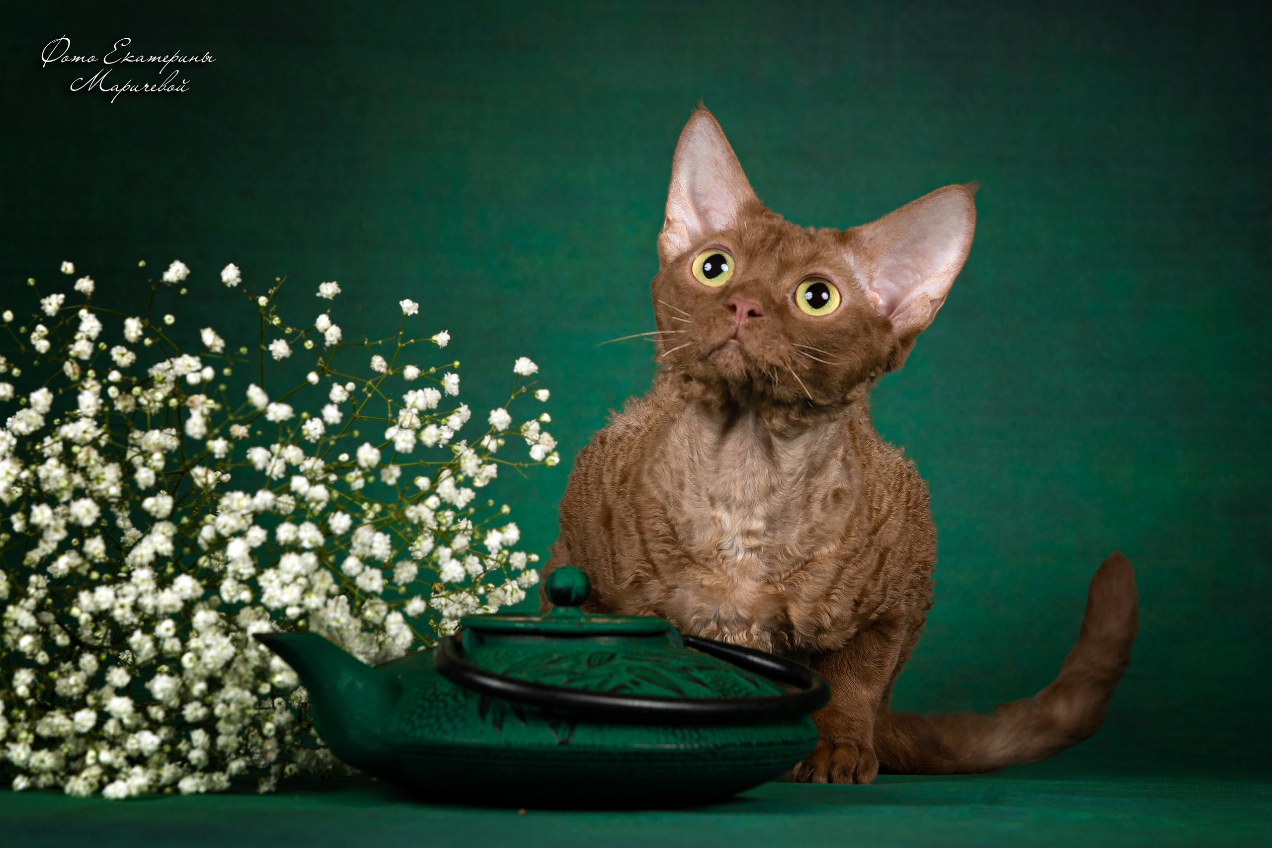 Стендовая съёмка на выставках кошек. Фотограф-анималист в Омске Екатерина Маричева