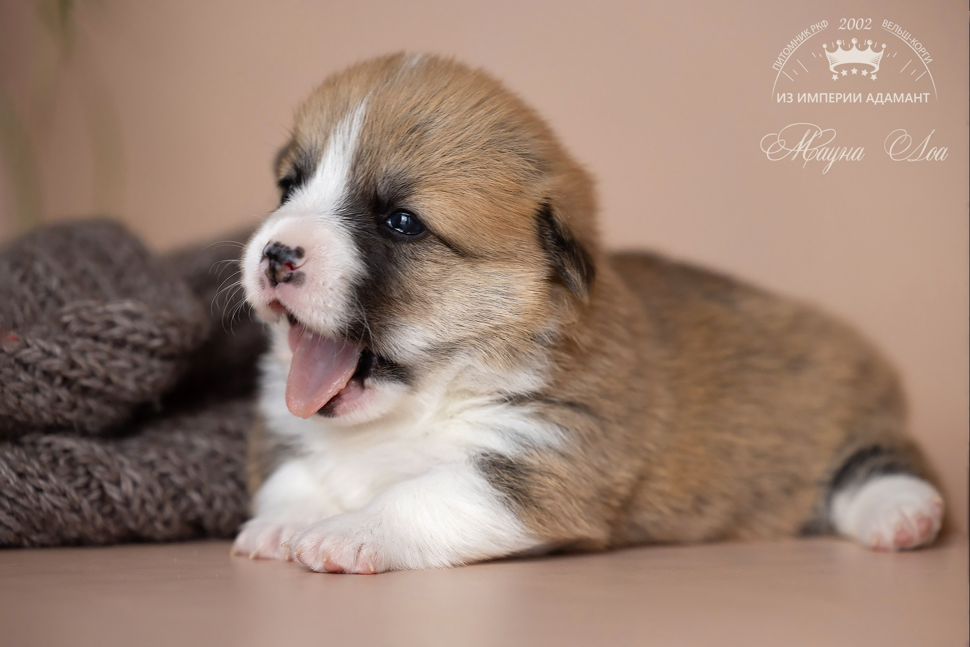 СЪЁМКА ЩЕНКОВ. Фотограф — анималист в Туле Юлия Лето