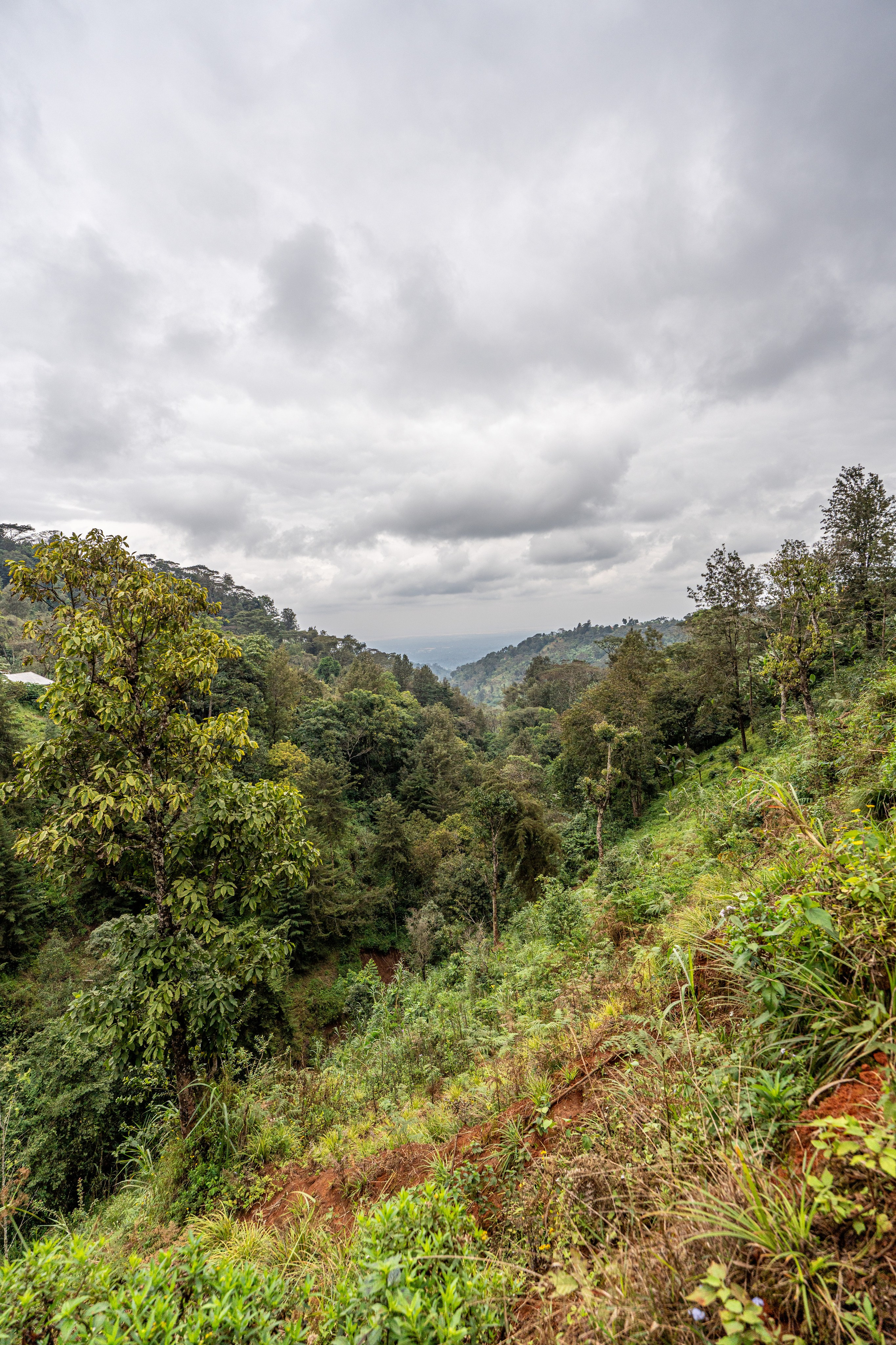 Танзания, сафари, 2025. Творческие сьемки