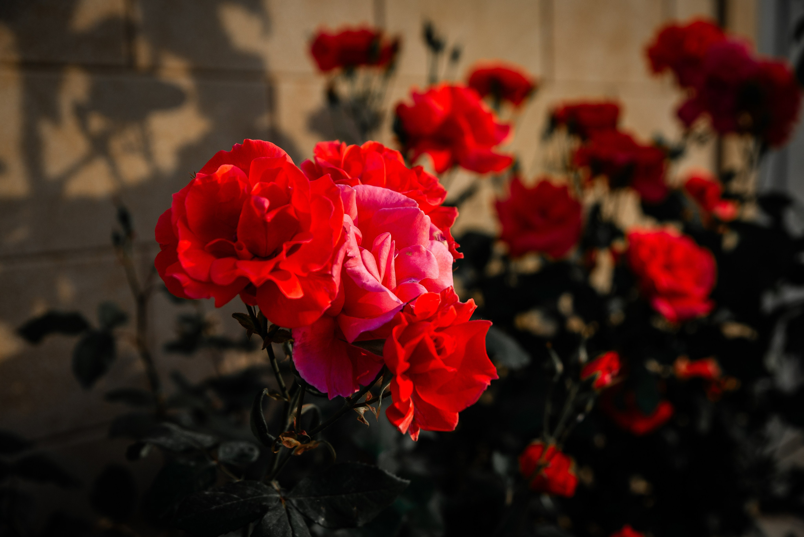 Дагестан. Фотограф Крещение Венчание Москва