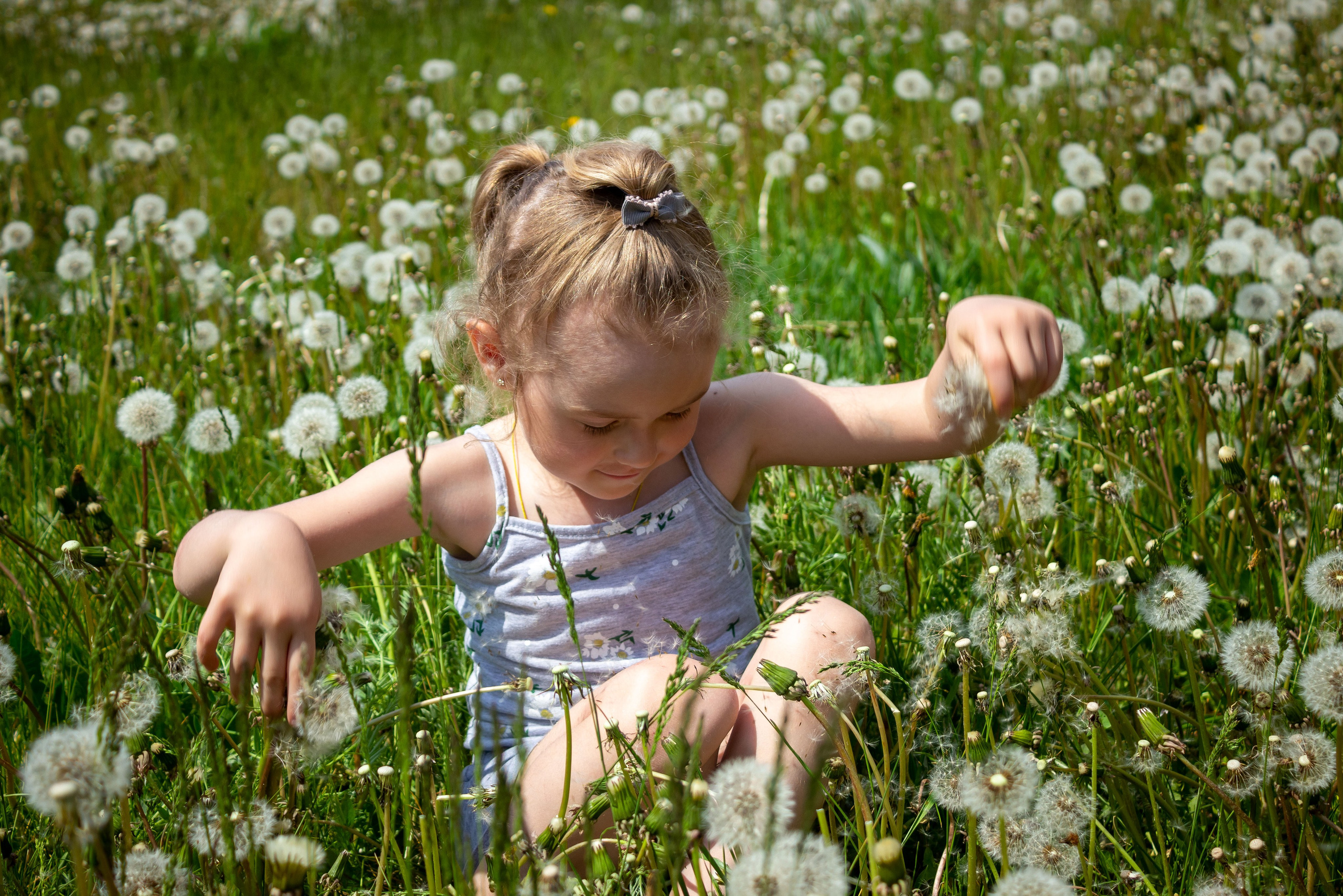 Одуванчики. Фотограф в Богдановиче Анна Сантяпова