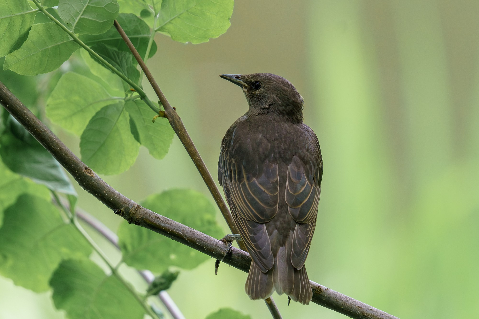 Удивительные мир птиц. Вокруг нас столько прекрасного — присмотритесь!. Ваш личный фотограф Марина Волкова