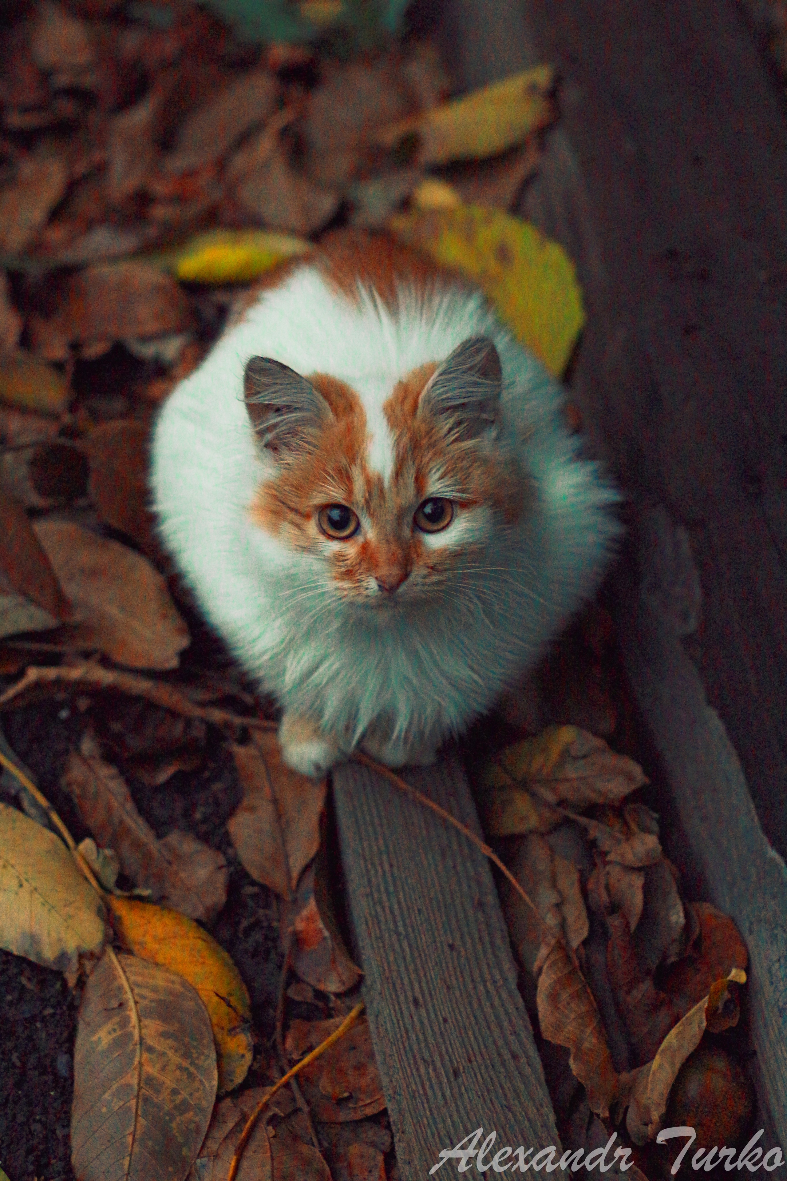 Животный мир. Фотограф из Донецка Александр Турко