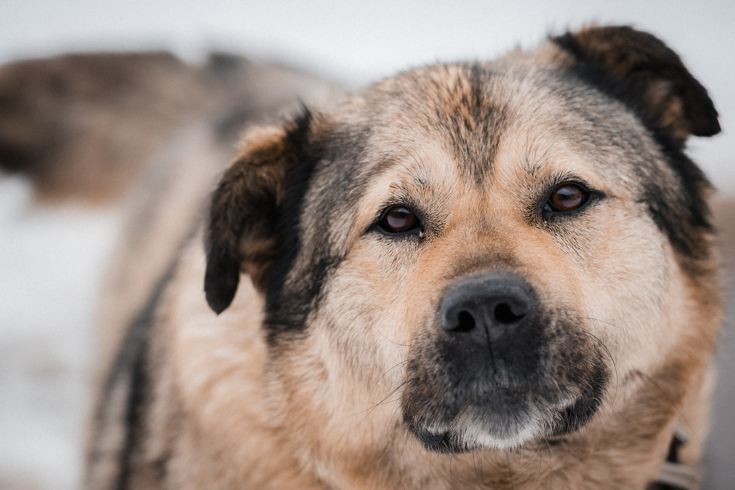Эмма. Улыбка собаки — спасение и пристройство бездомных собак