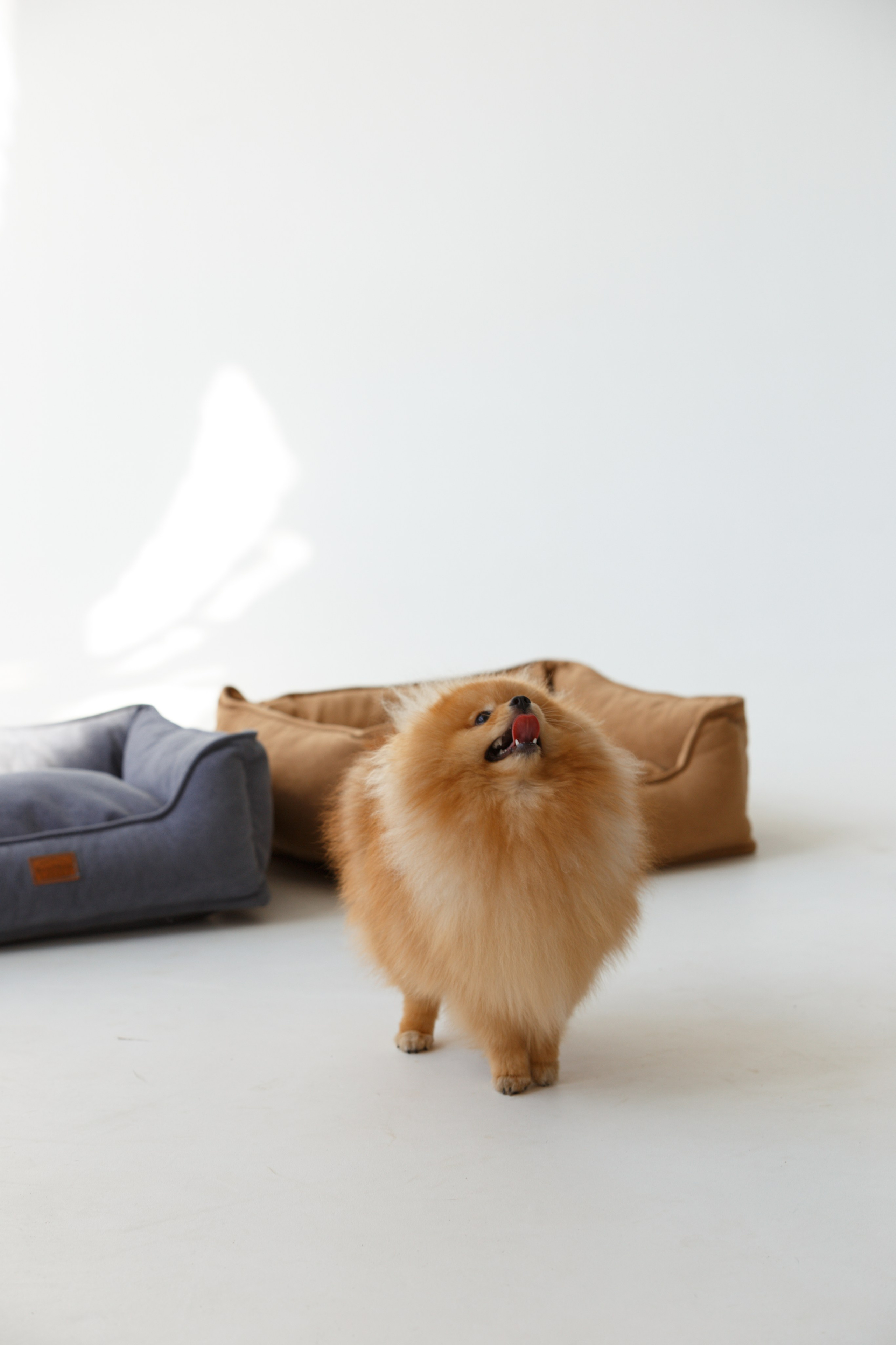 Boonwood Pets лежанки для животных. Фотограф анималист Кристина Карпова, Москва