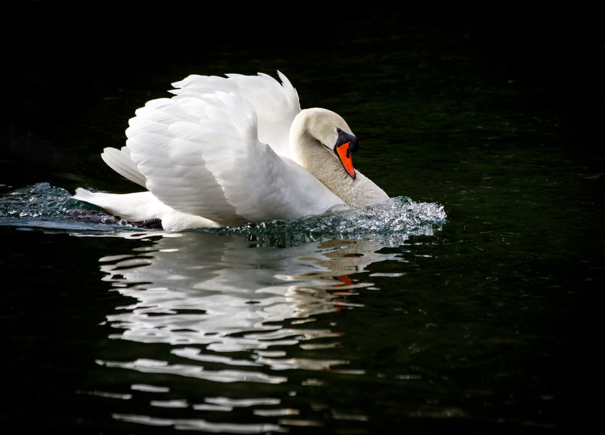 Свадебный фотограф в Геленджике