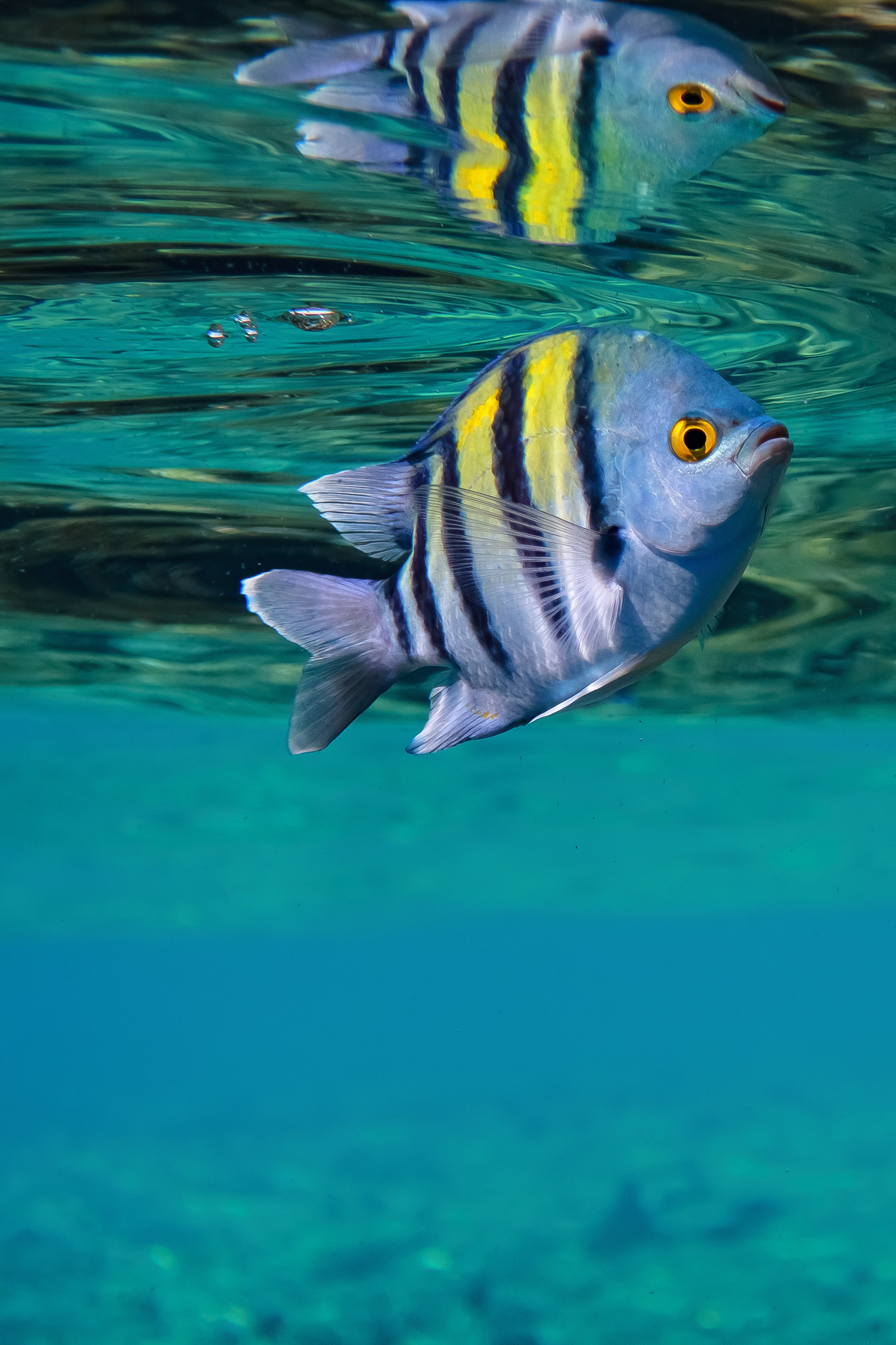 Fish. Фотограф Светлана Голицына