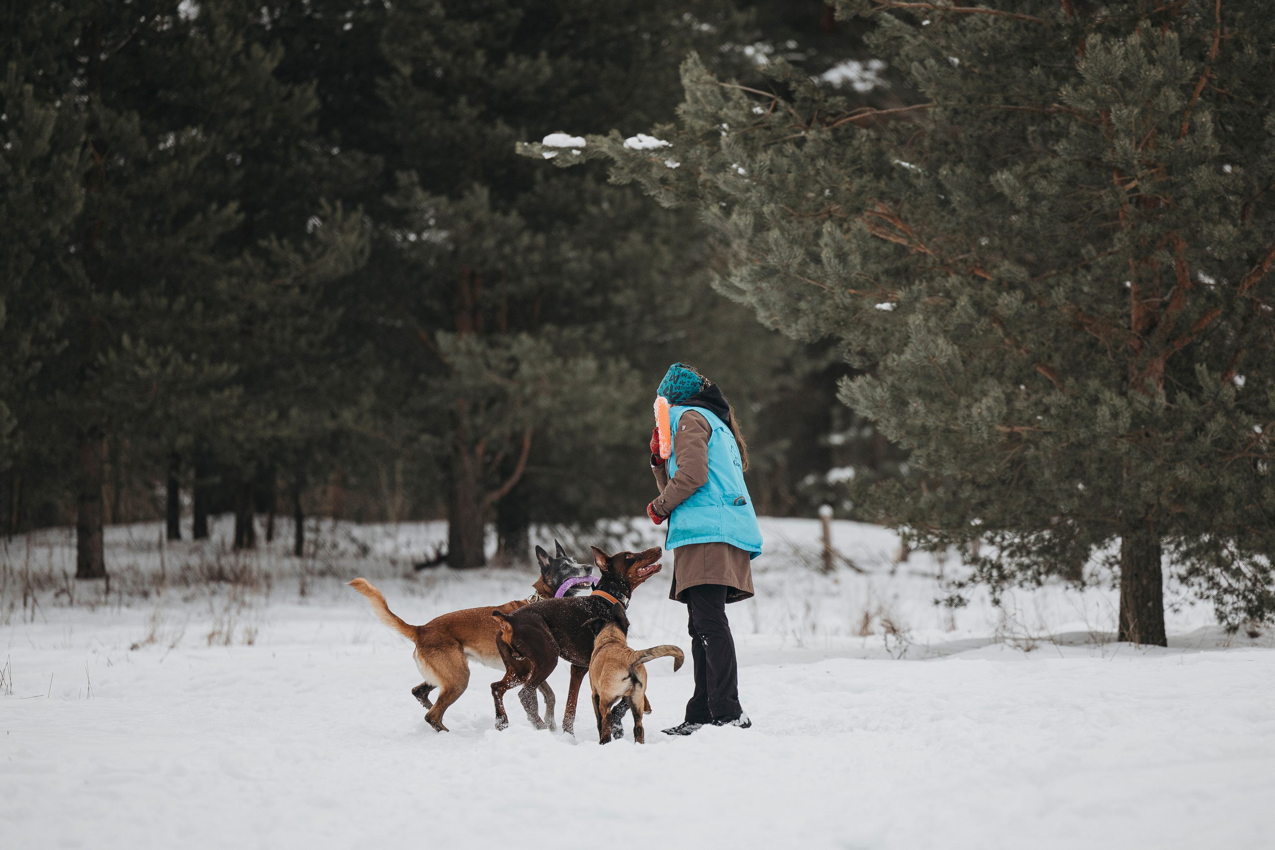 Даша, Омен, Айс и Рицу. Фотограф-анималист Анна Маринич
