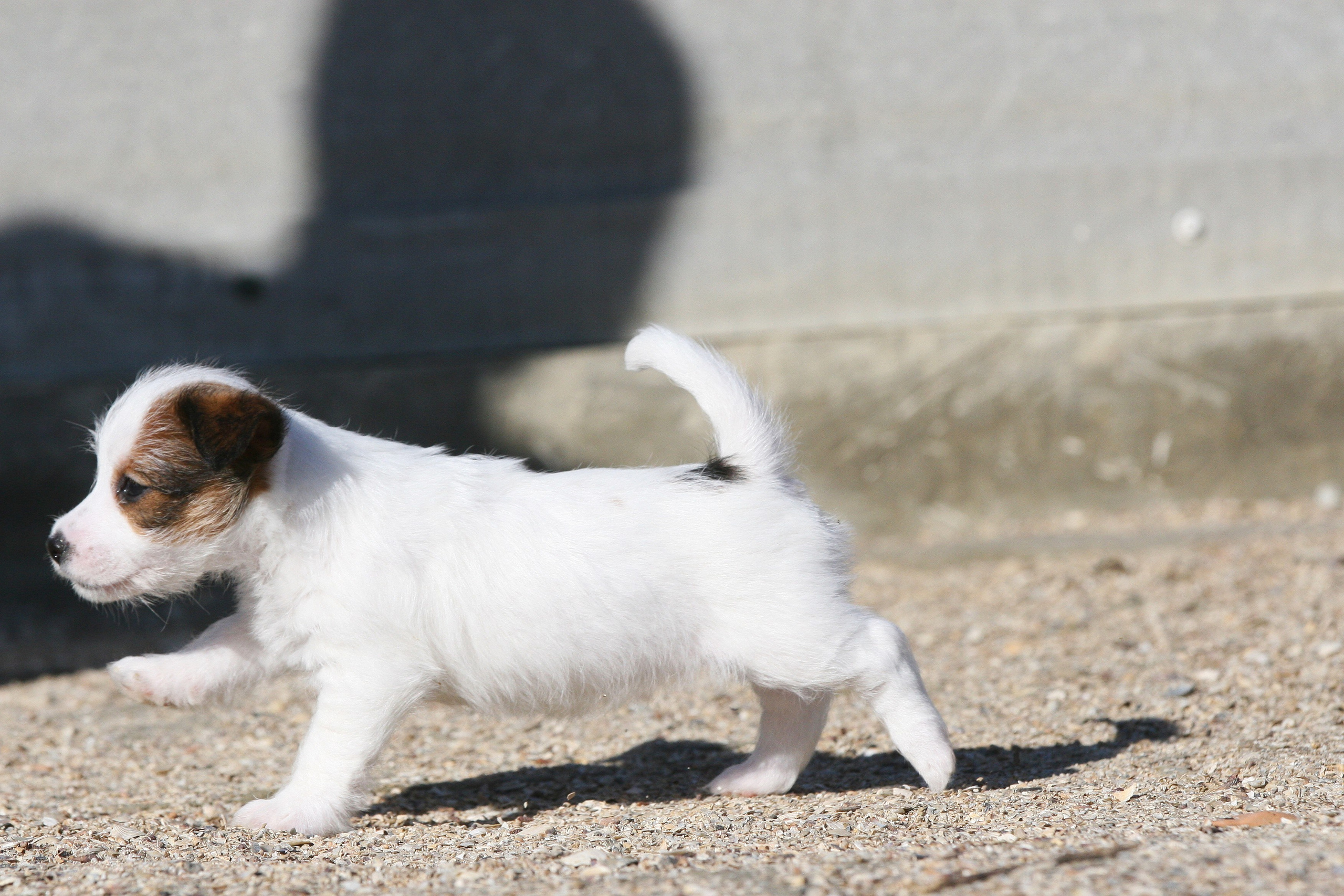 Female 1 brocken not available at this moment. Lovely-Orange питомник джек рассел терьеров