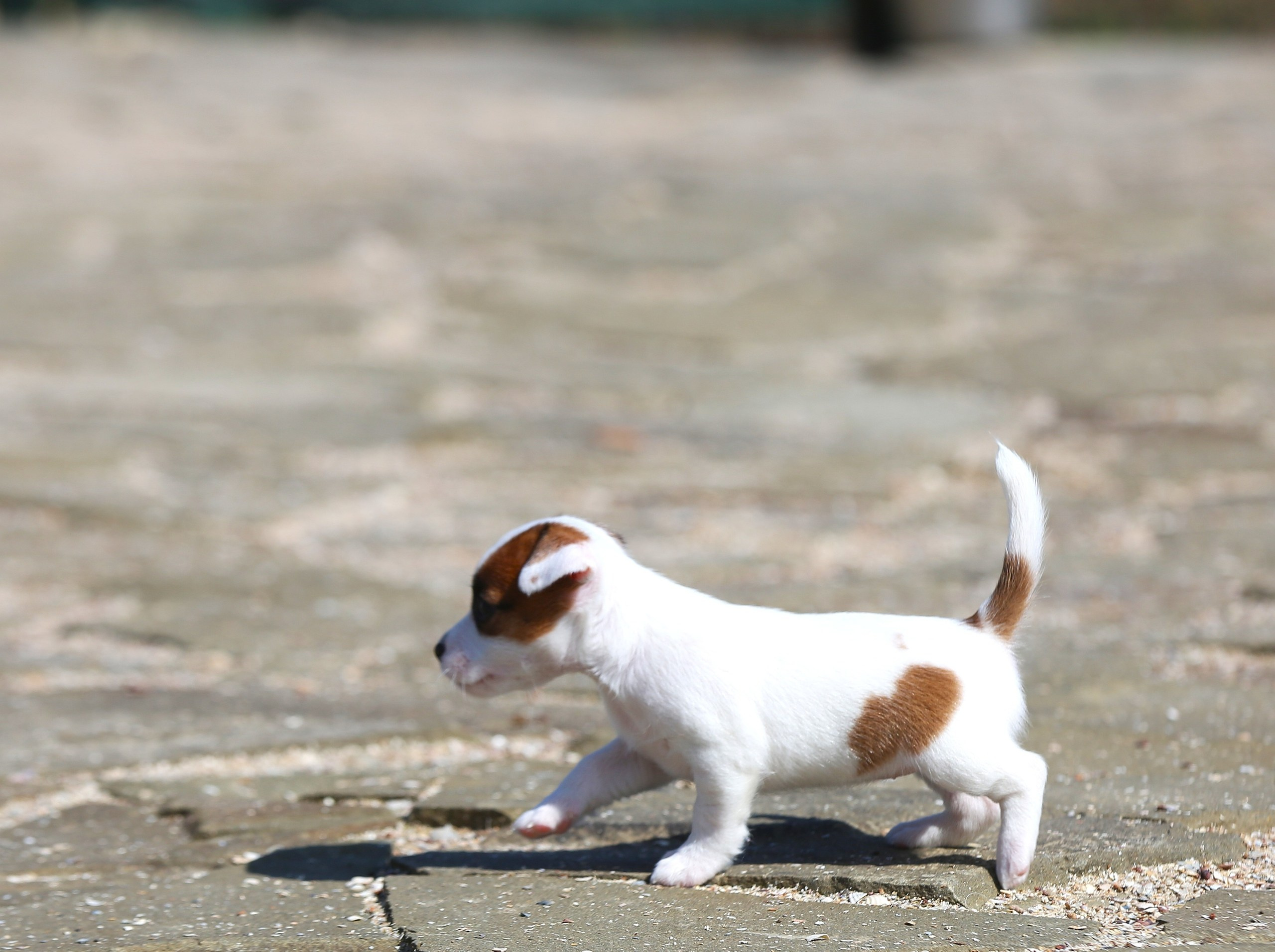 Общий альбом. Lovely-Orange питомник джек рассел терьеров