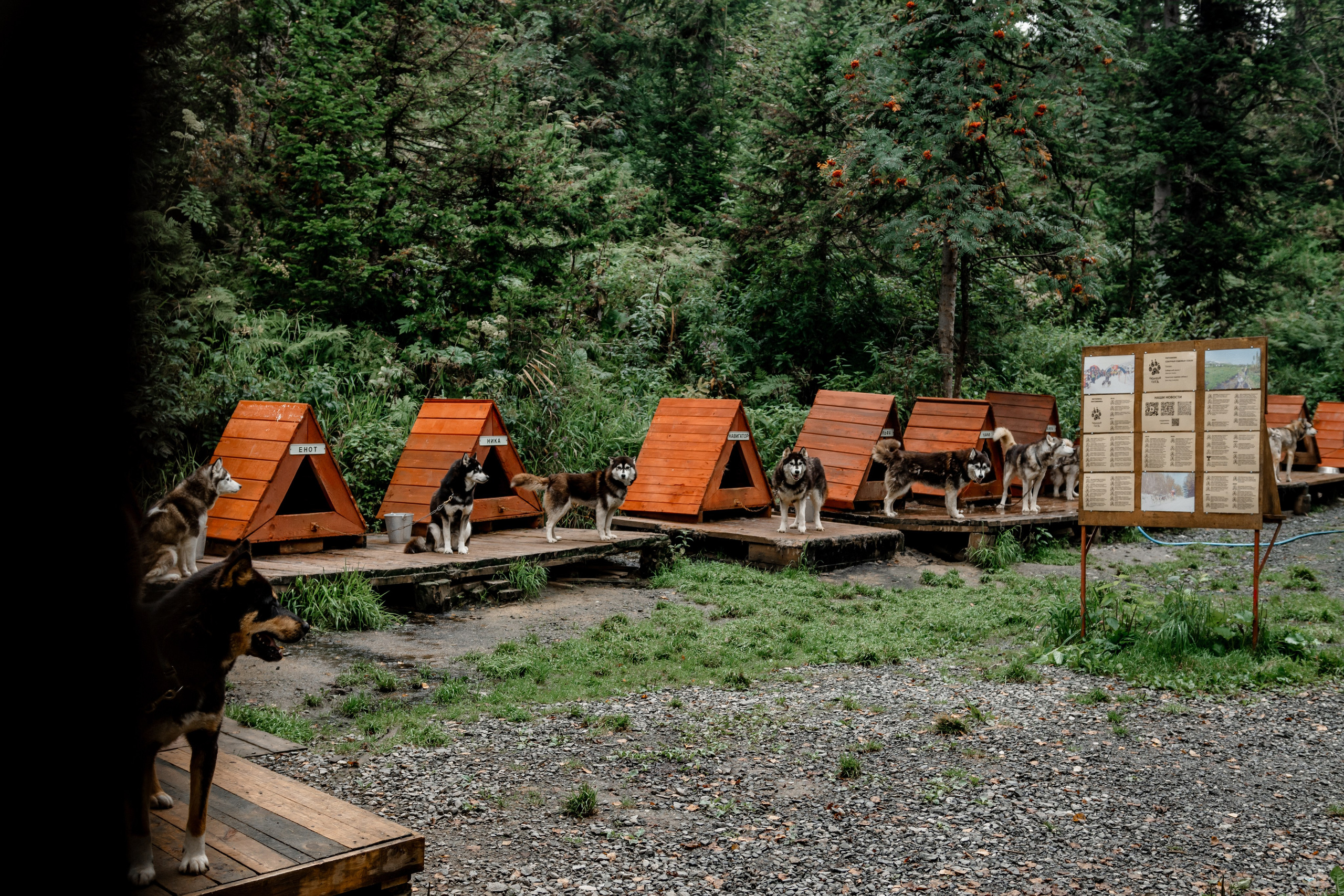 Дог-треккинг