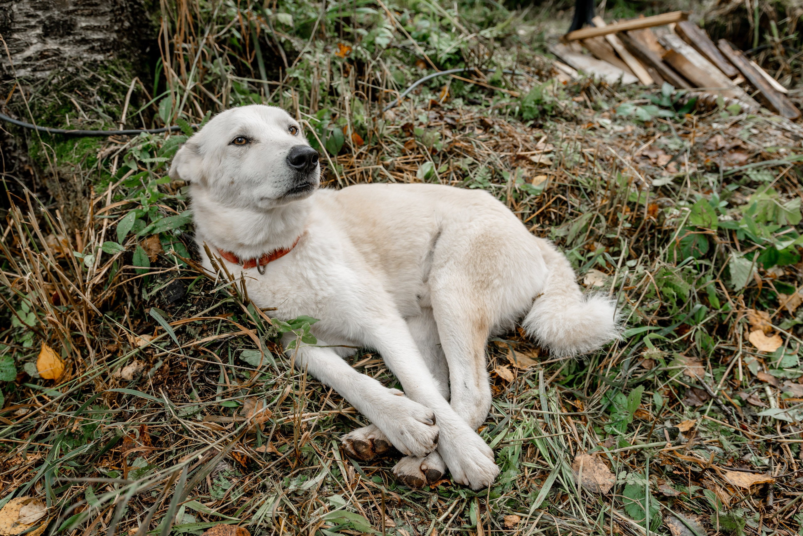 Дог-треккинг