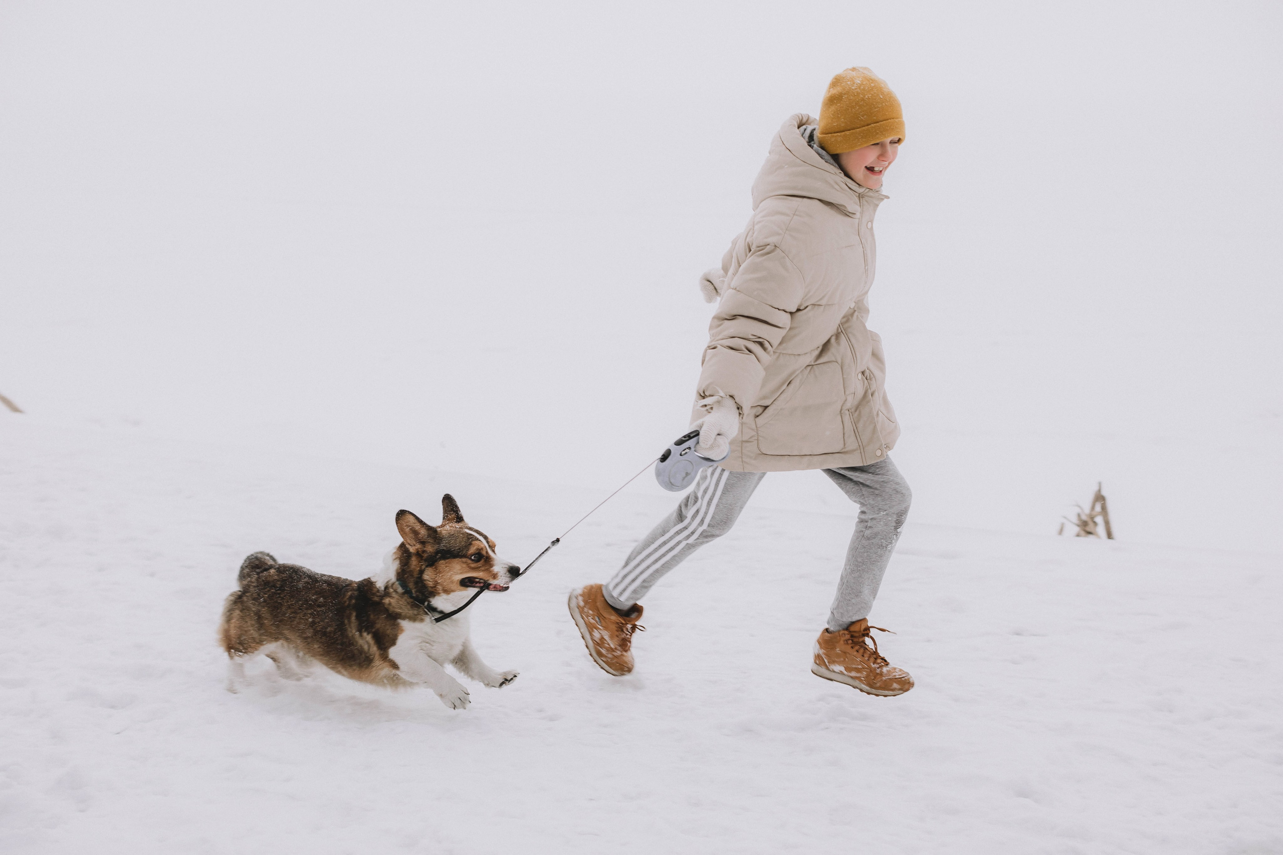 Мальчик с собакой корги гуляют и резвятся.