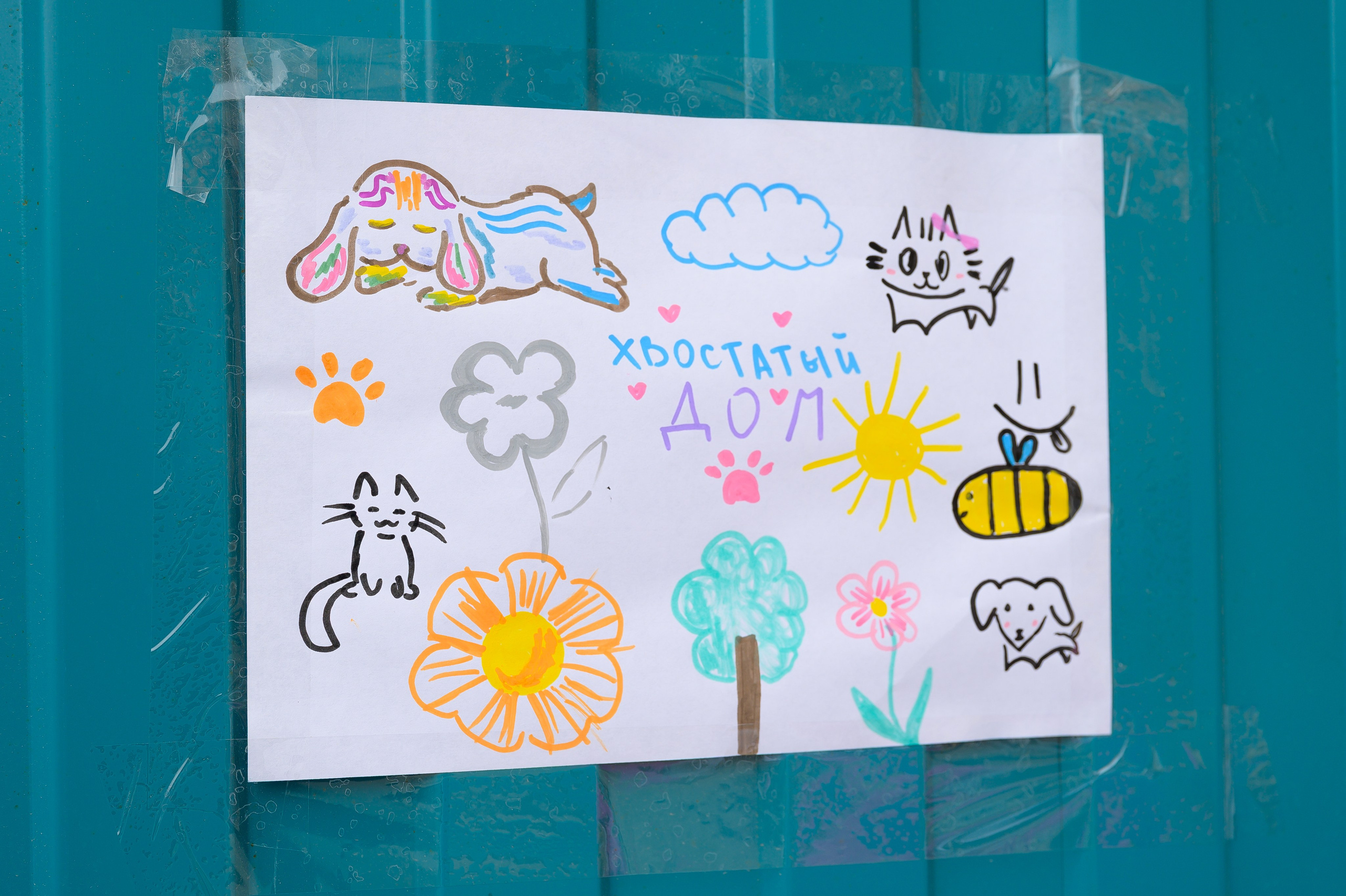 Открытие приюта для собак породы Хаски «Хаски дом»