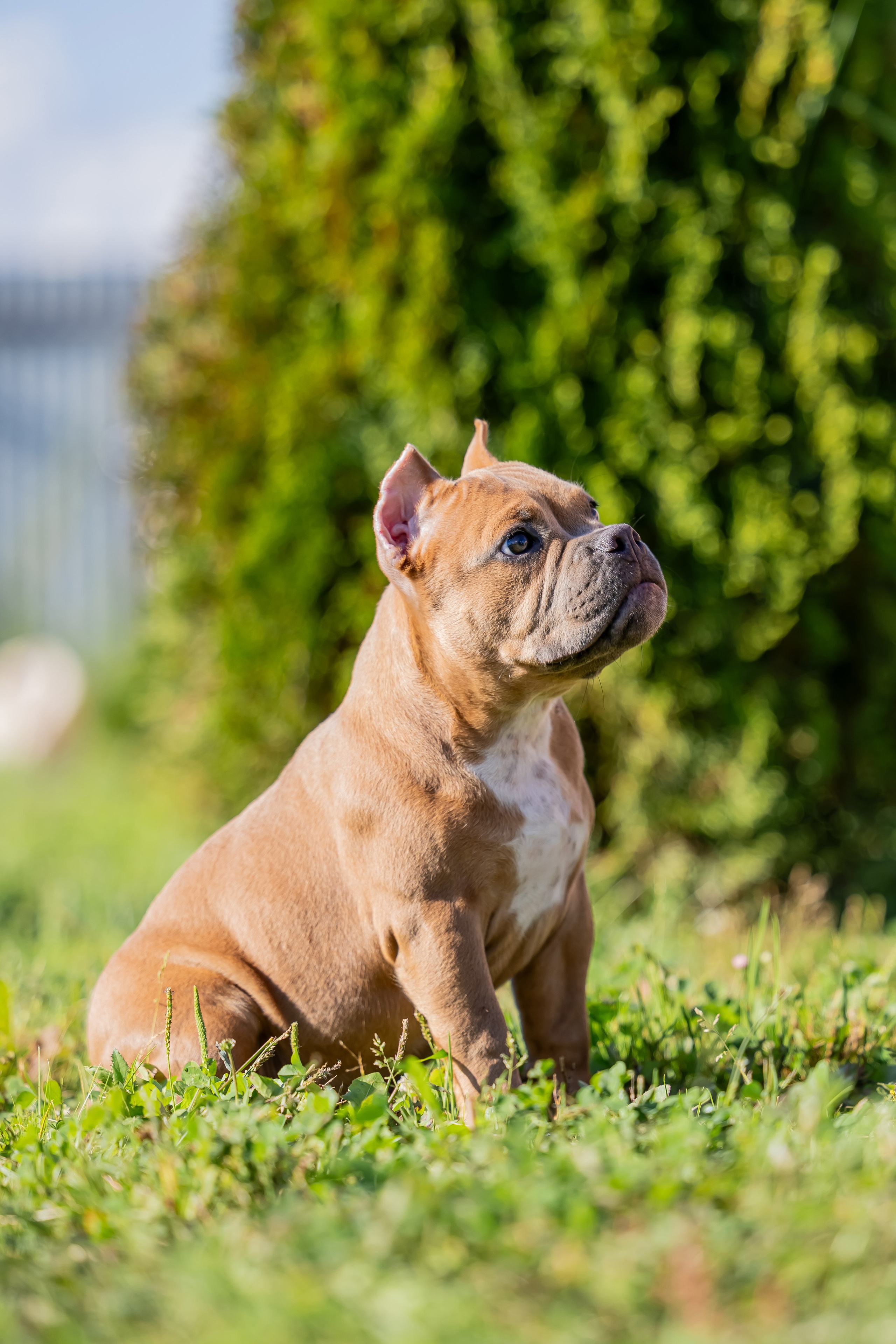 Щенки. Фотограф Яна Матвеева в Ижевске
