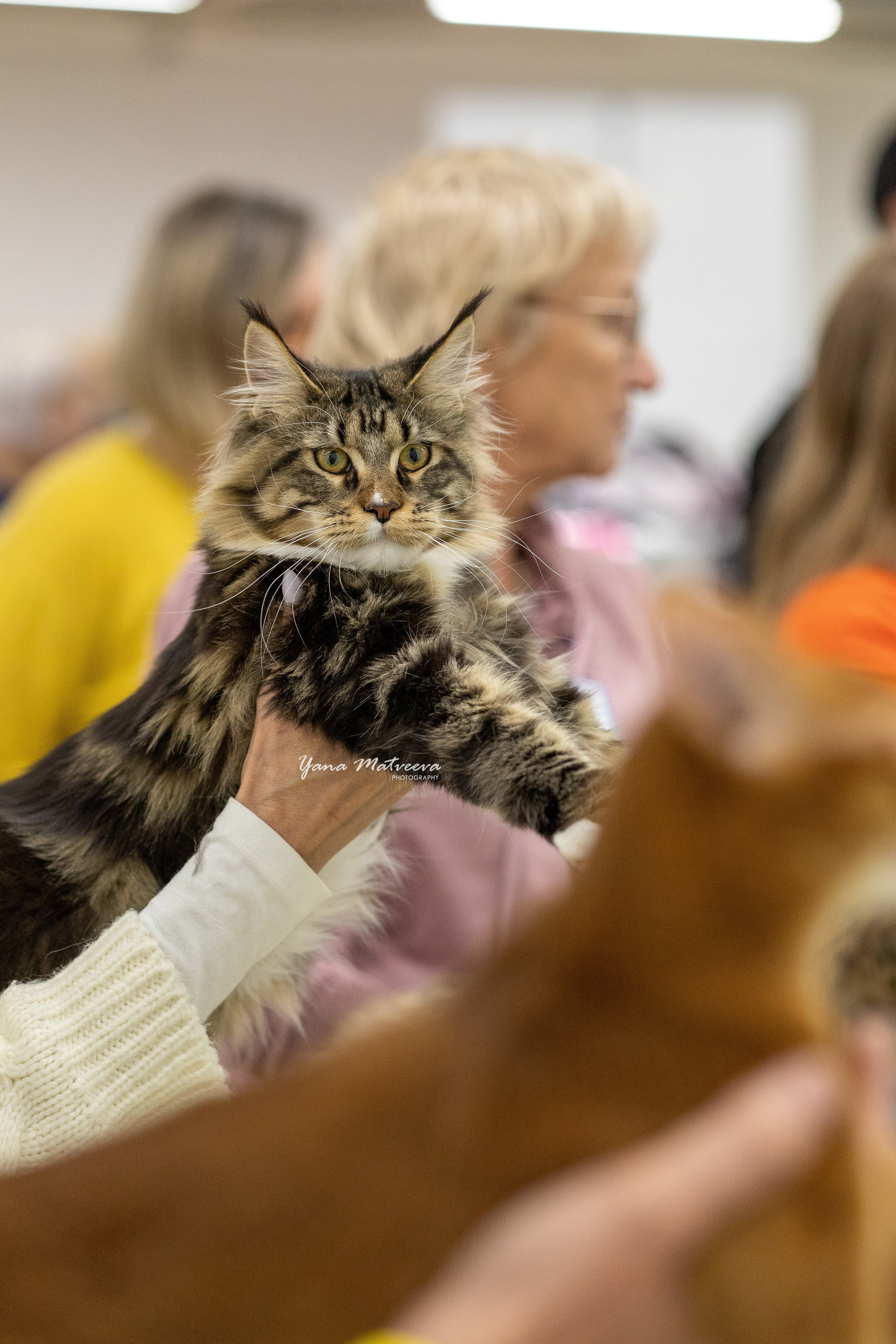 Кошки. Фотограф Яна Матвеева в Ижевске