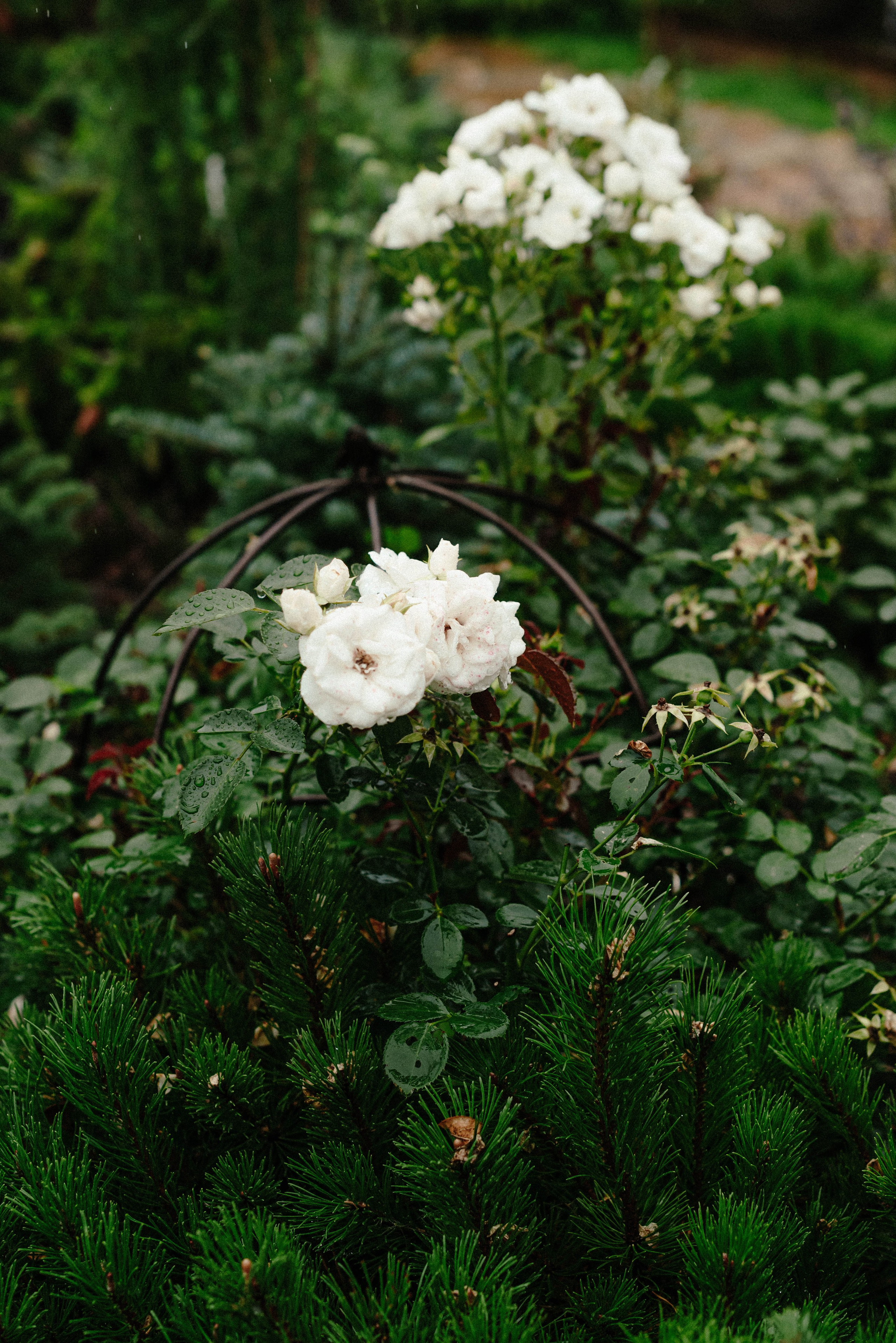 Лесное царство Оксаны. Свадебный и семейный фотограф в Новосибирске, Санкт-Петербурге, Москве