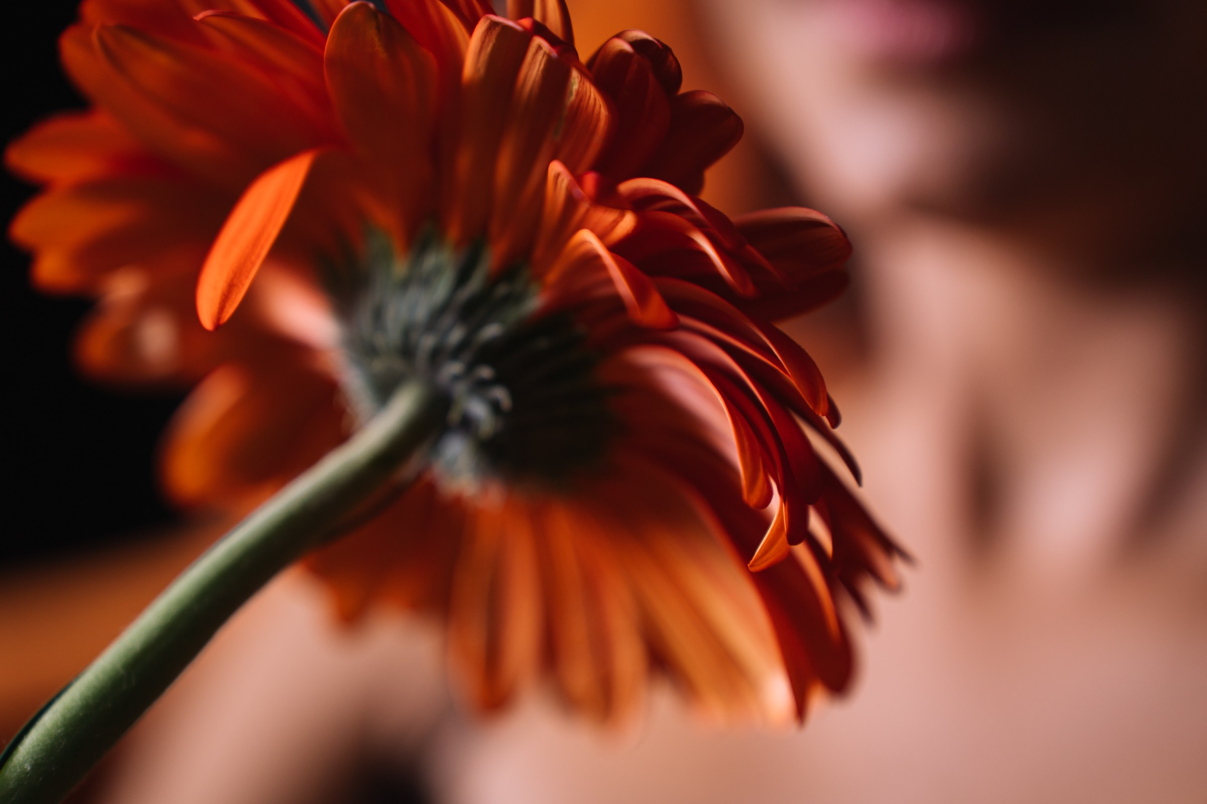 Алла. Фотохудожник Гордеева Анна г. Владимир