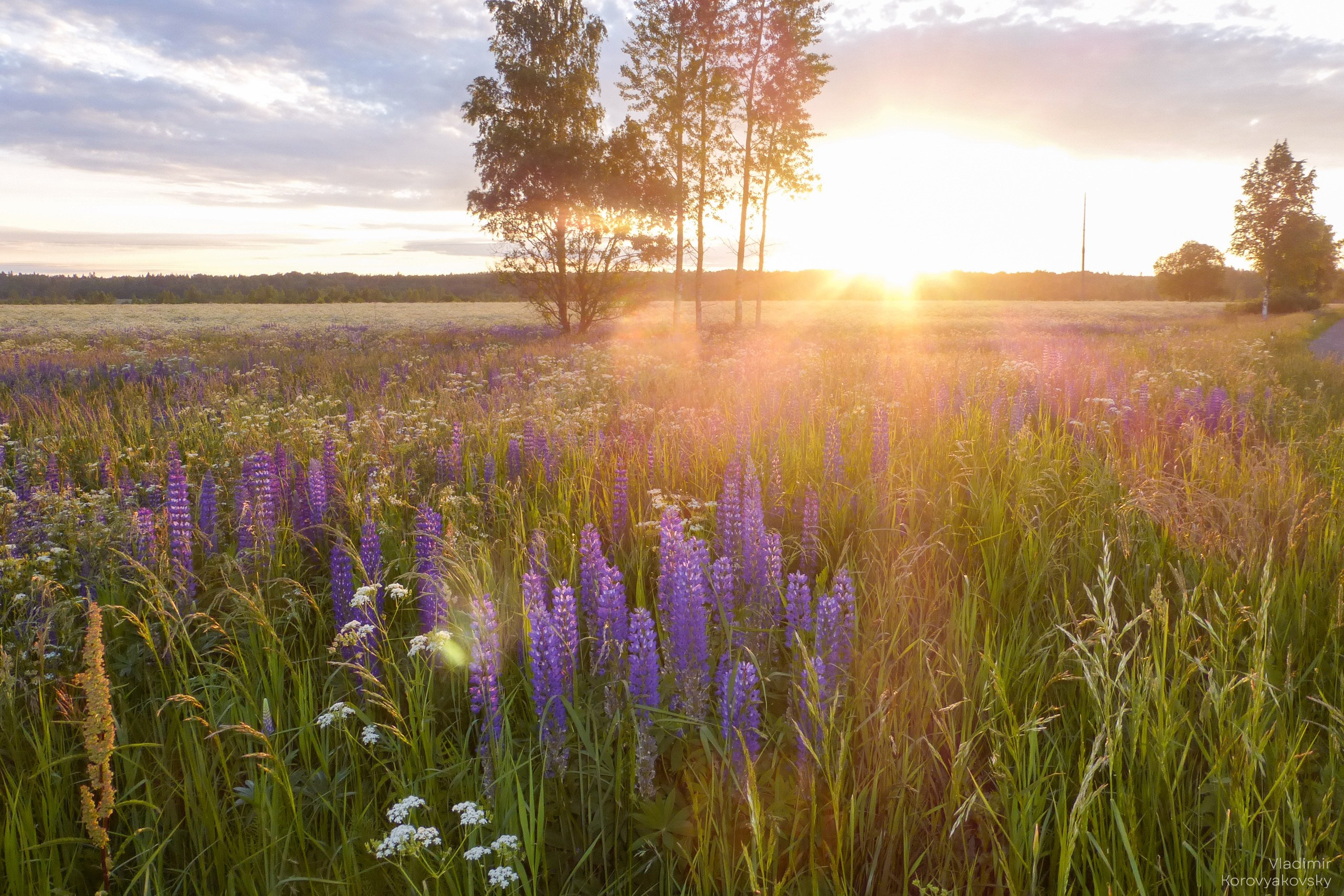 Nature. Photographer Vladimir Korovyakovsky