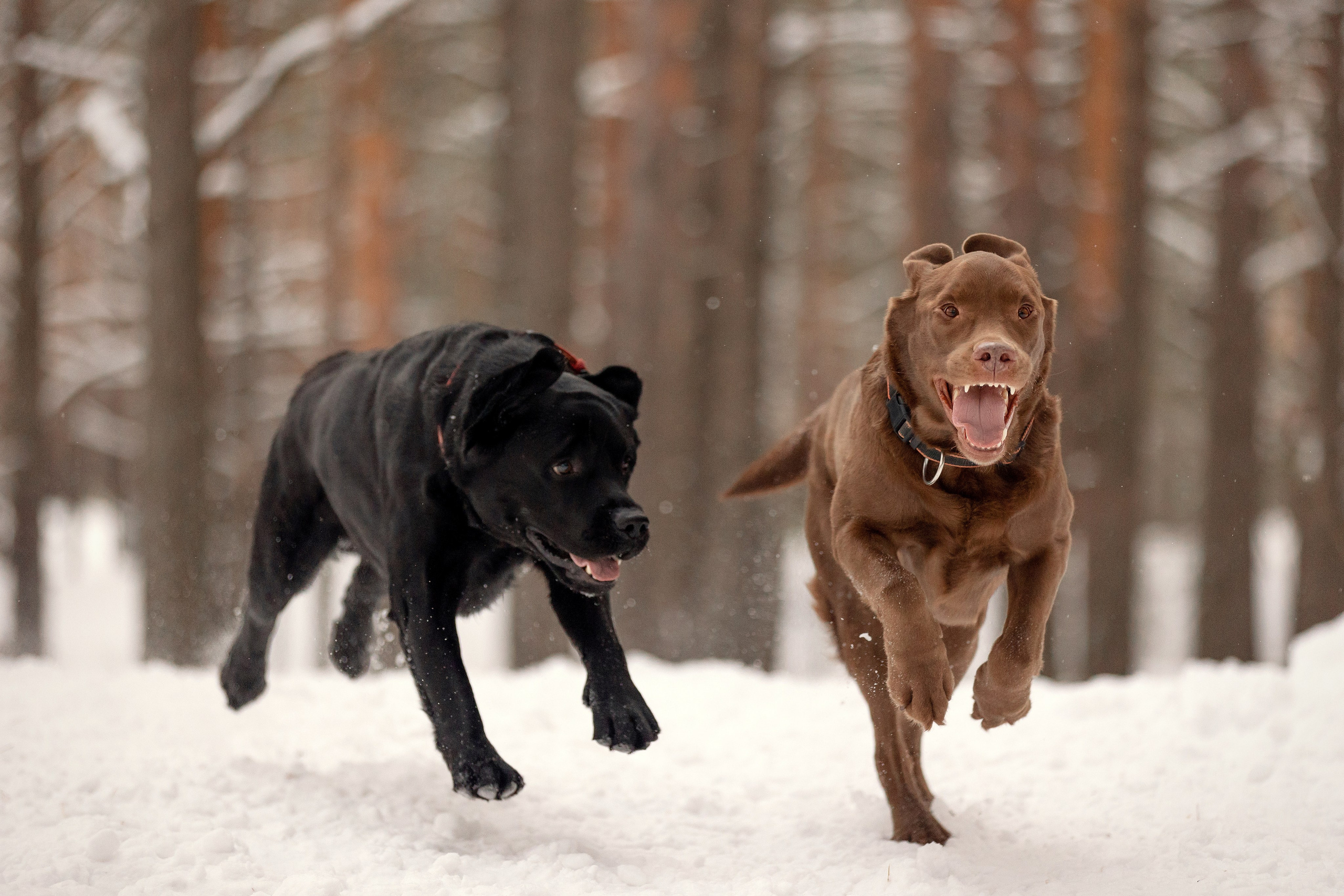 Собаки. Конный фотограф Валынкина Лера