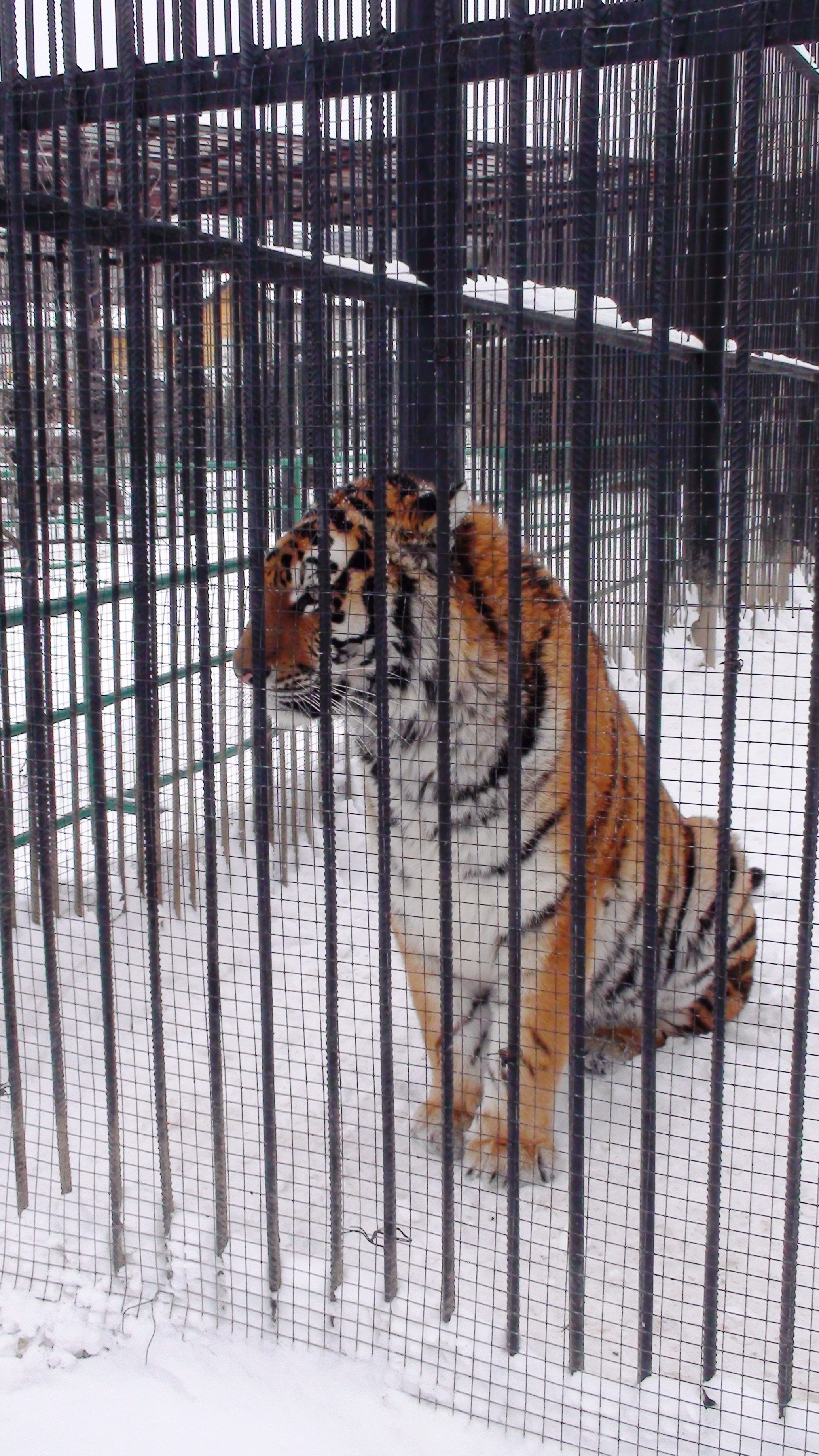 Новый Год 29.12.13-06.01.14. Семейный, Свадебный фотограф СПБ Питер— Романова Екатерина