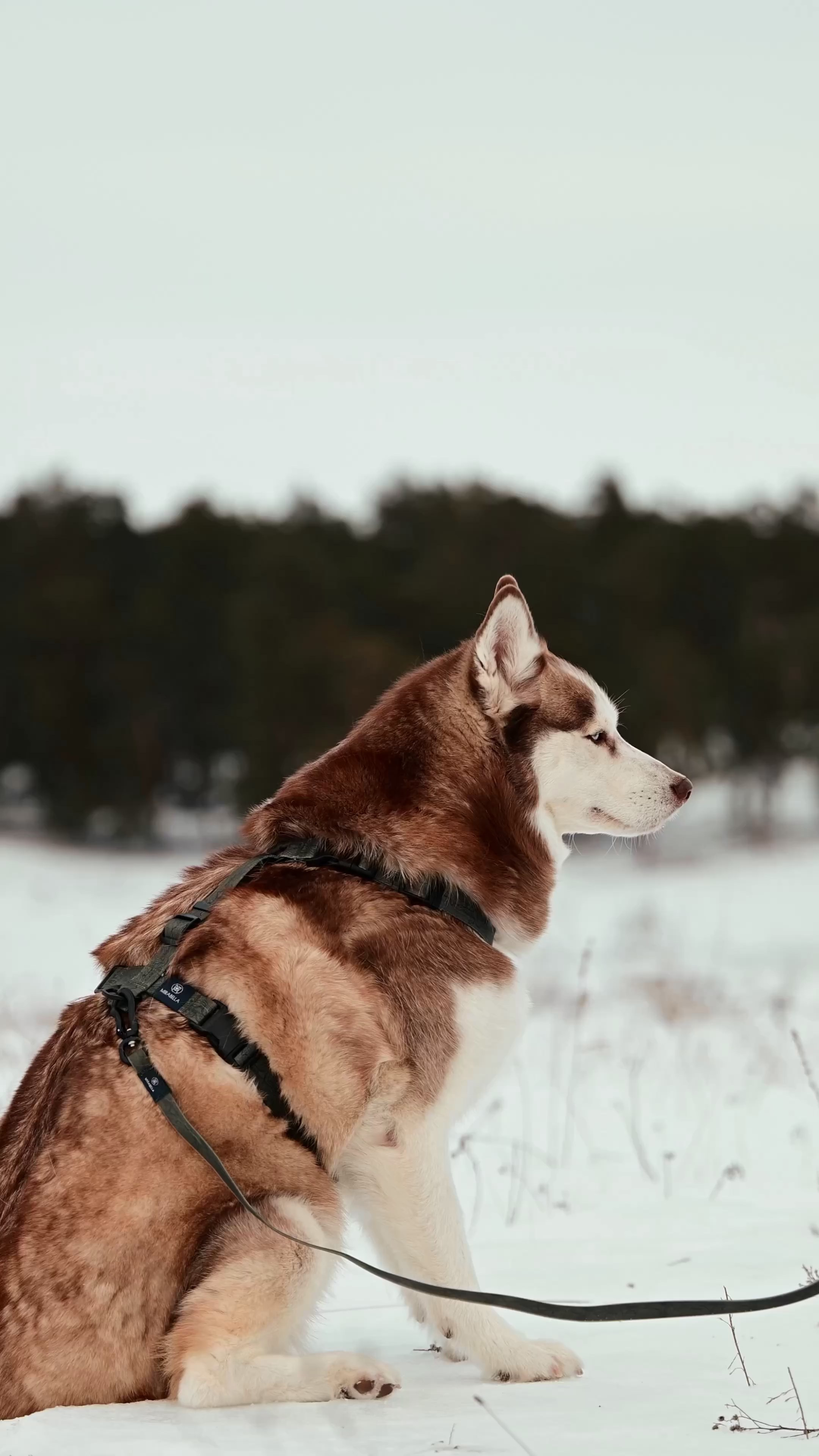 Видео рекламная/бренд. Мила Астахова