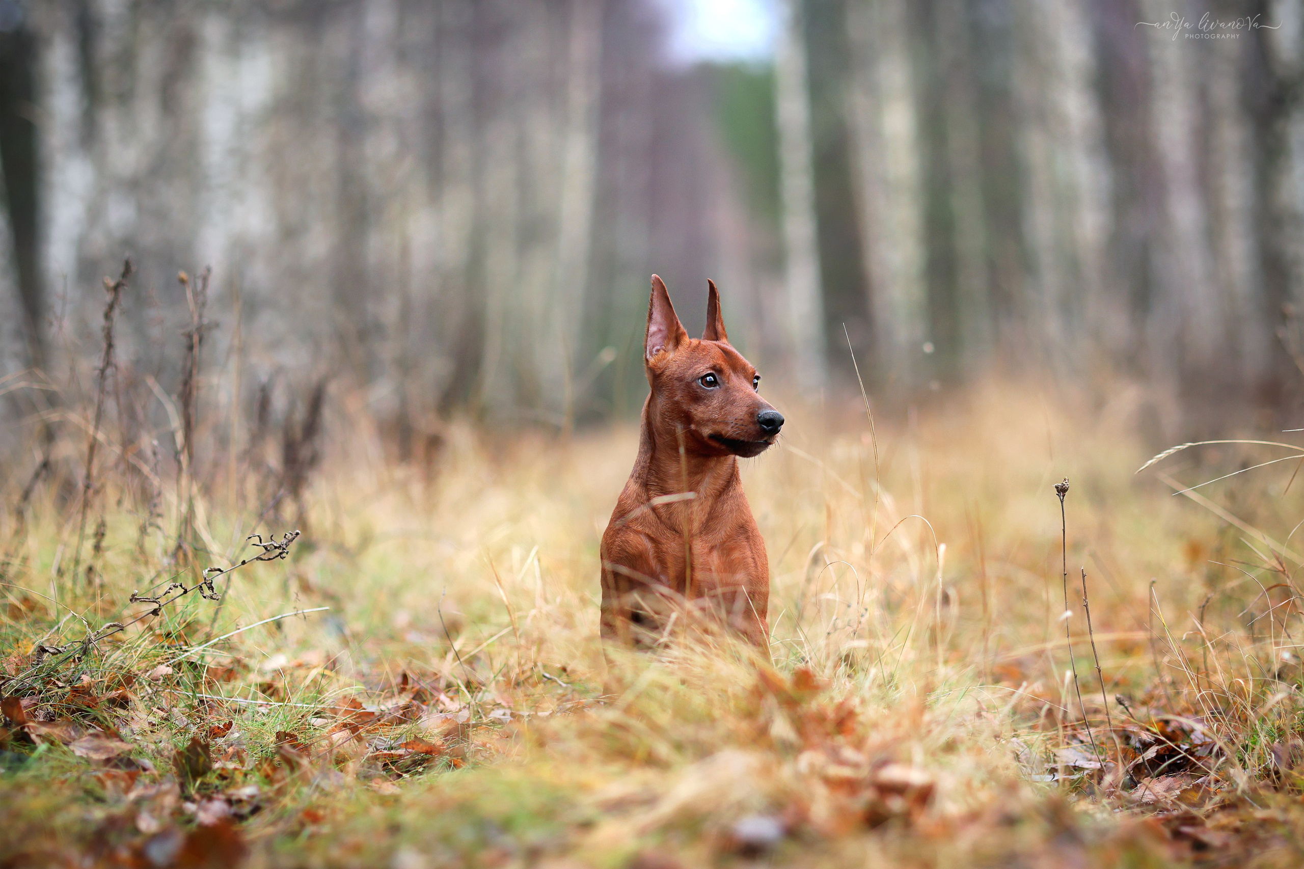 Пашка. Фотограф анималист Аня Ливанова | Рыбинск