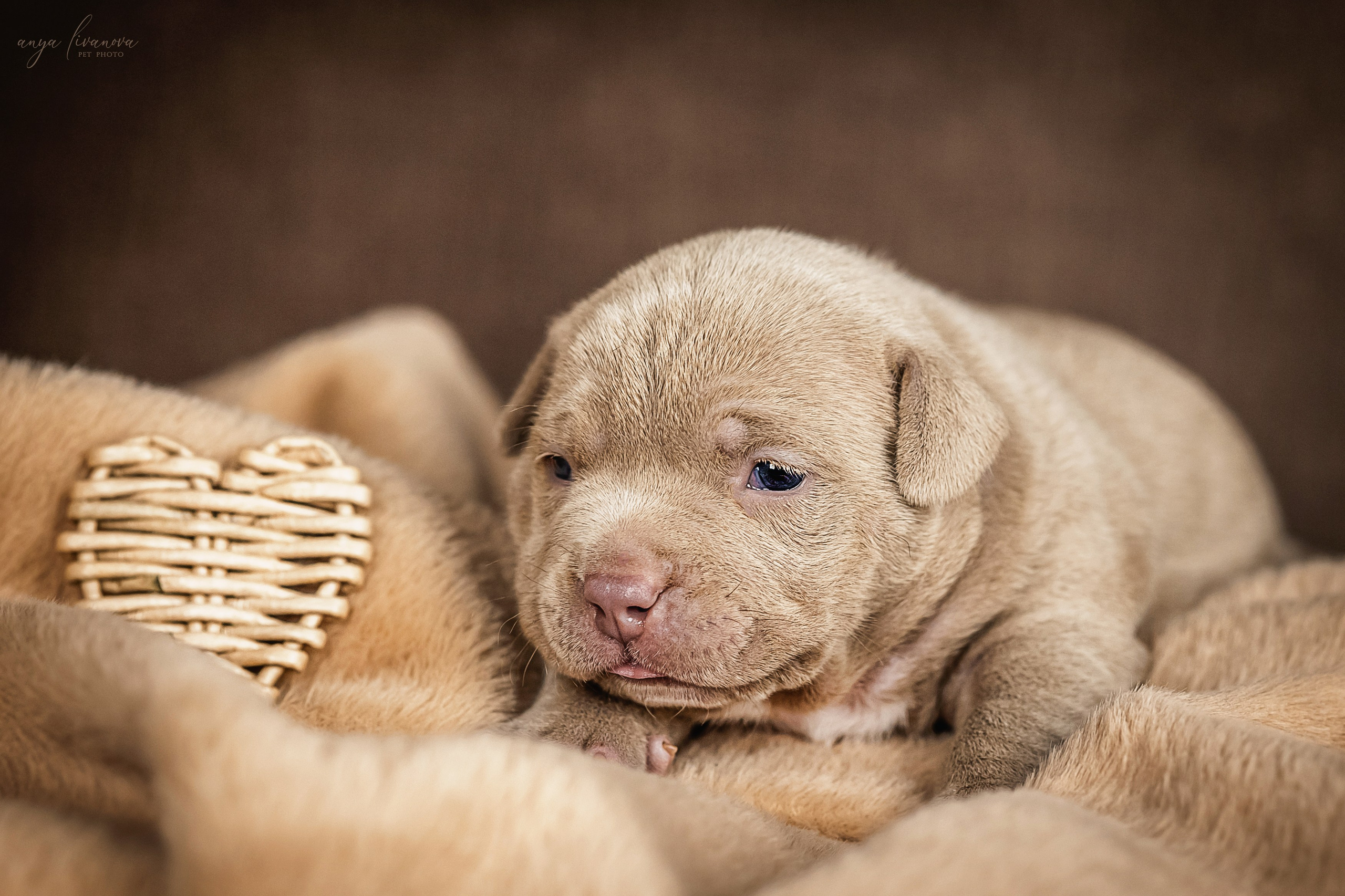 Амбулли. Фотограф анималист Аня Ливанова | Рыбинск