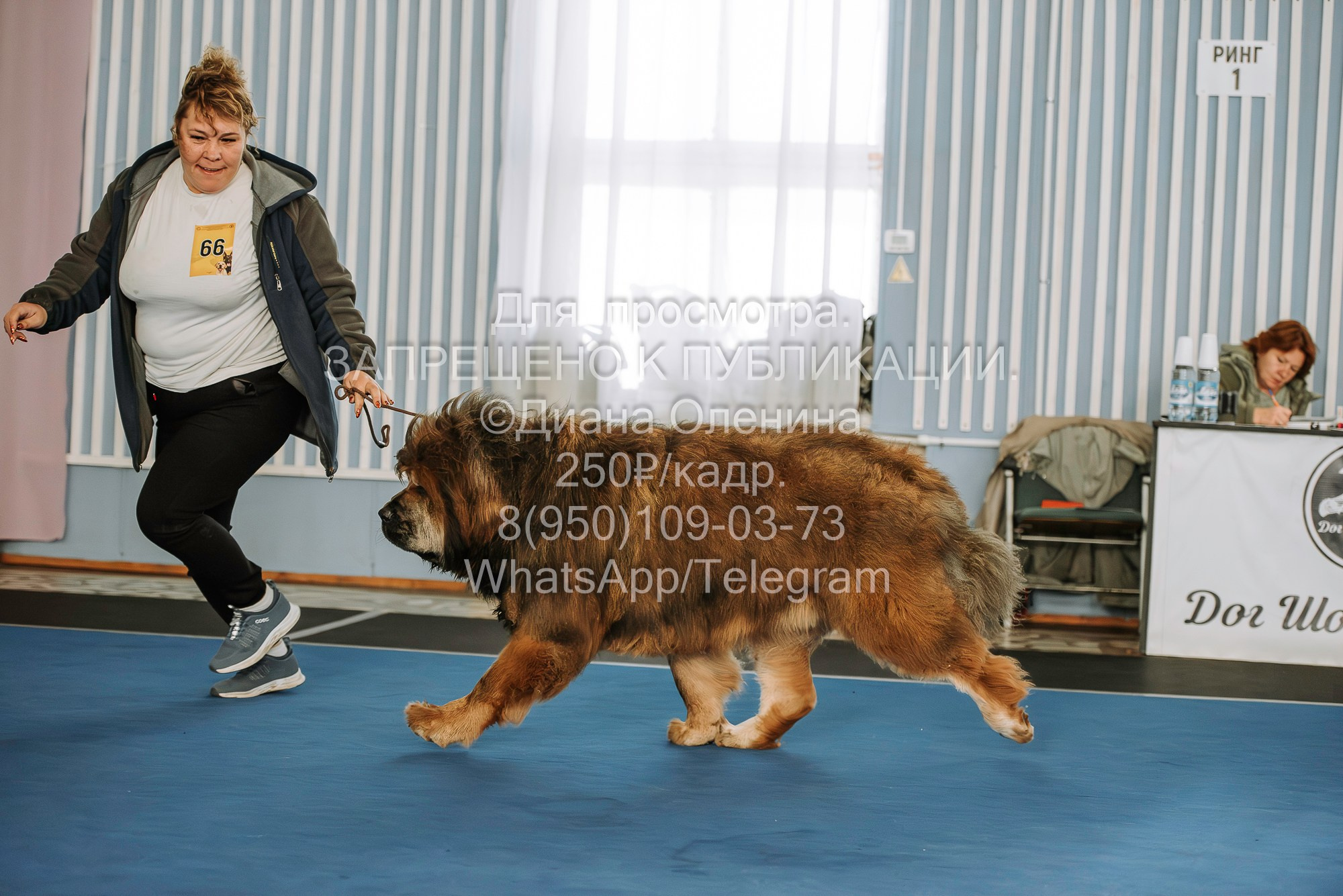 Выставка собак Красноярск 29.10.2023. Фотограф Диана Оленина Красноярск / Братск